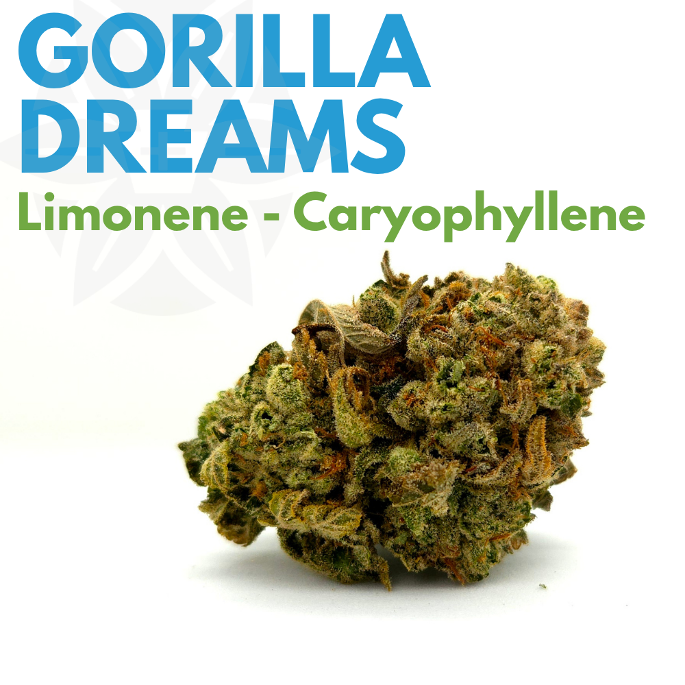 Gorilla Dreams