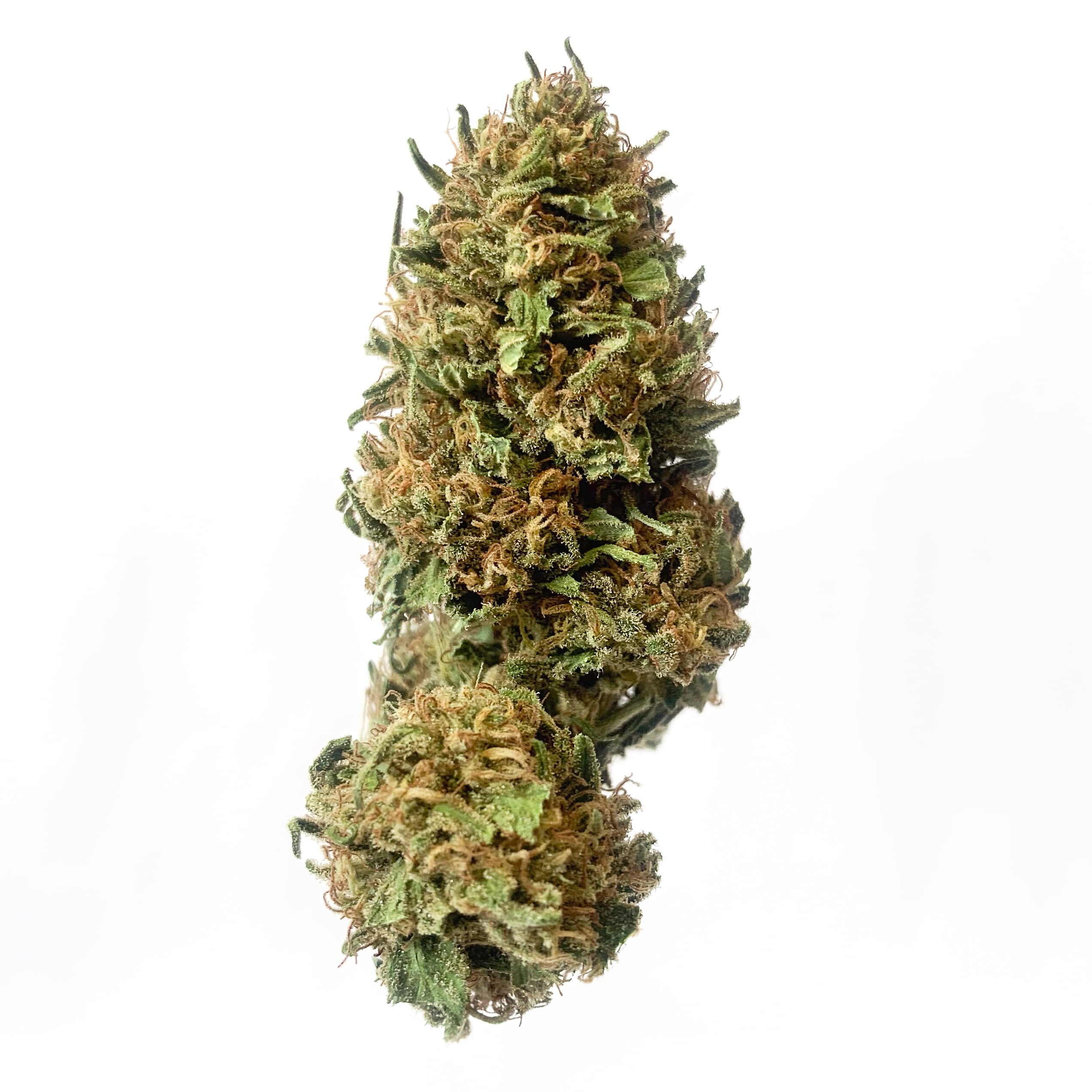 Blueberry Headband - 1oz in Glendale