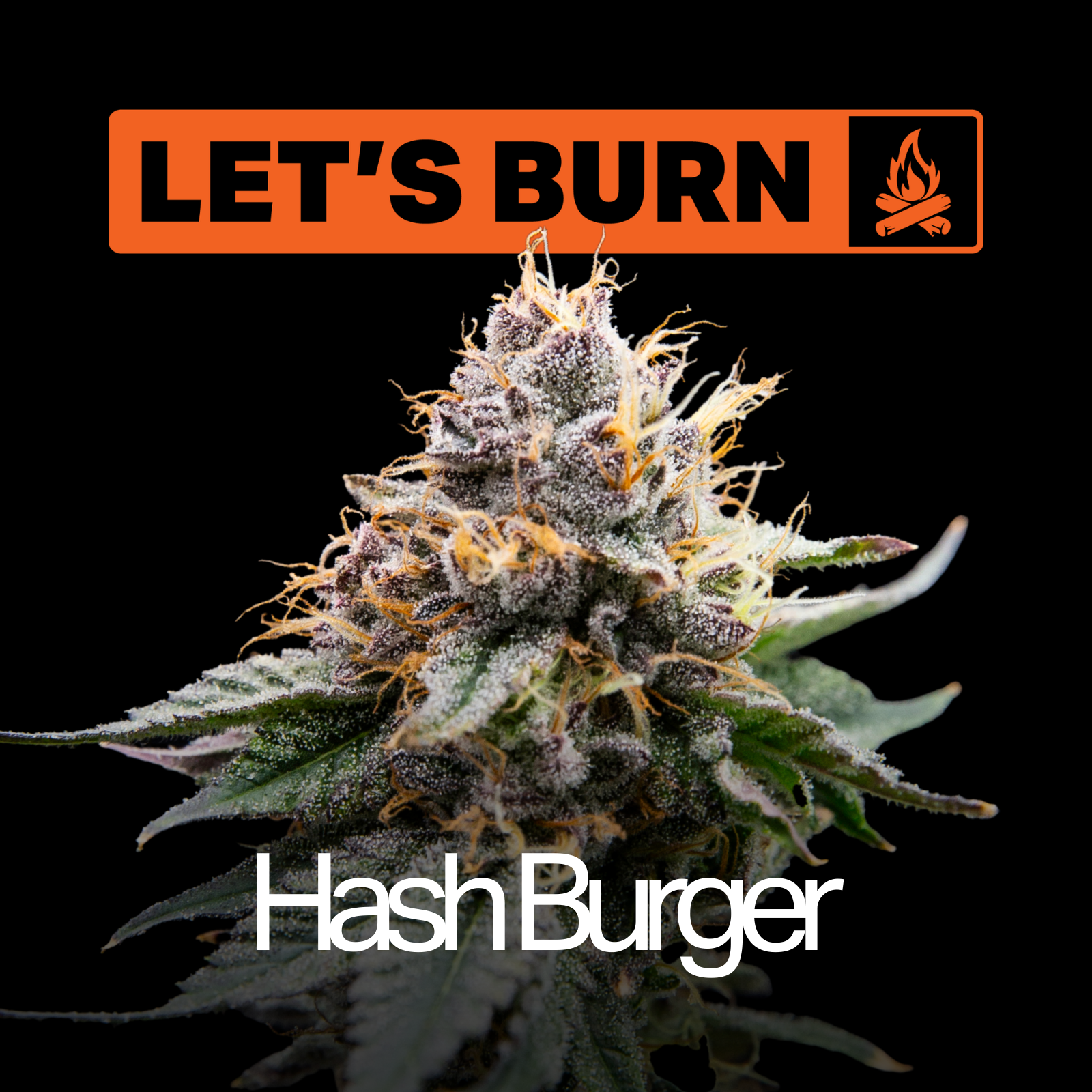 Let's Burn - Hash Burger (I) Flower  C0200000054