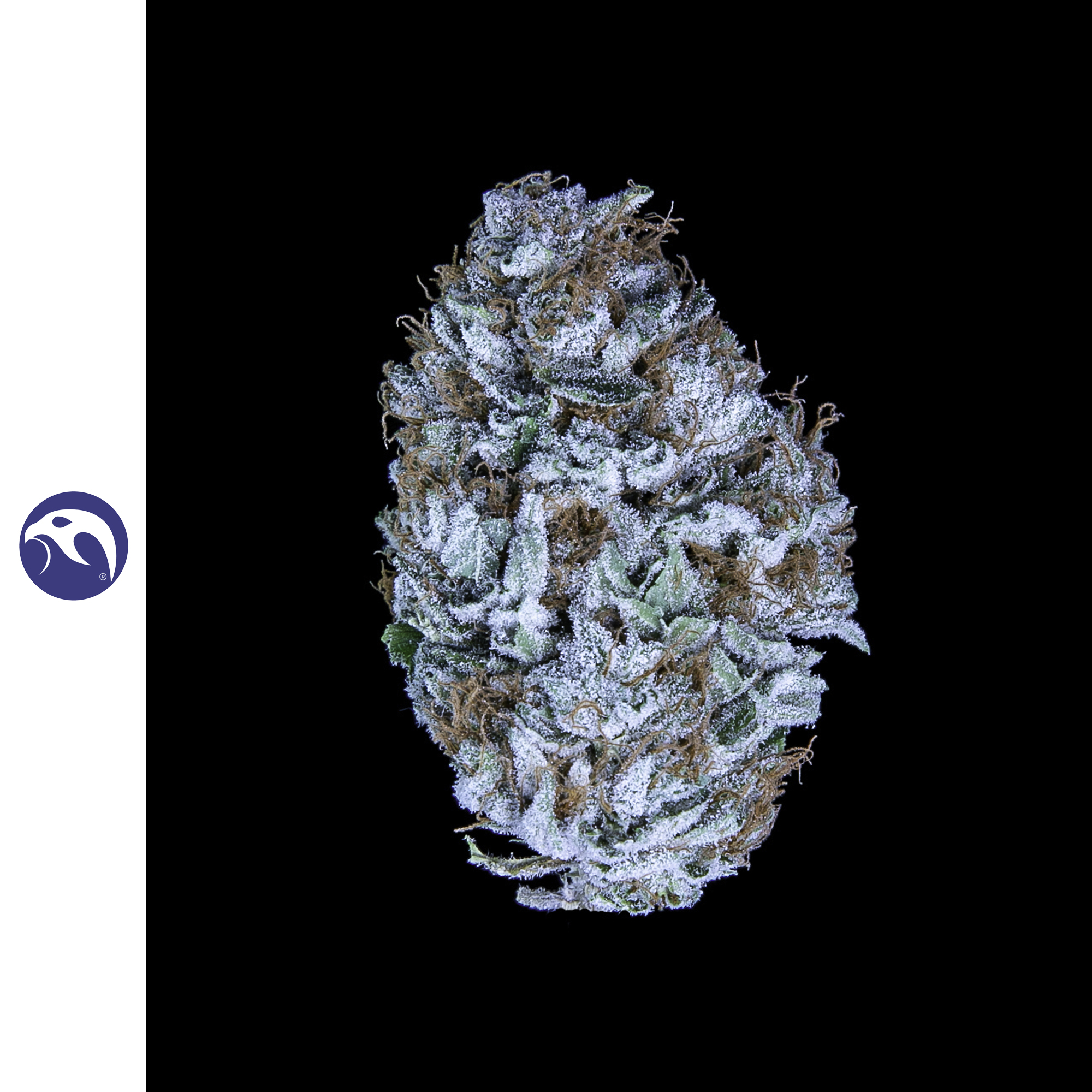 Pacific Sunshine CBG