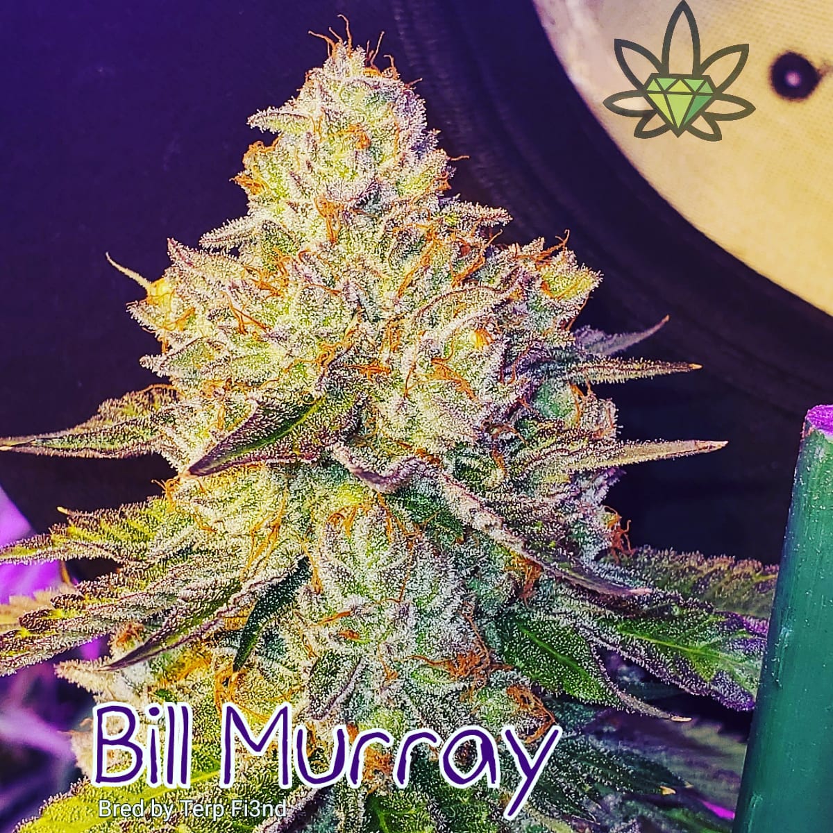 Bill Murray