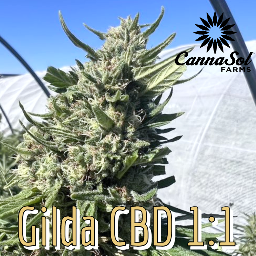 1:1 CBD Gilda