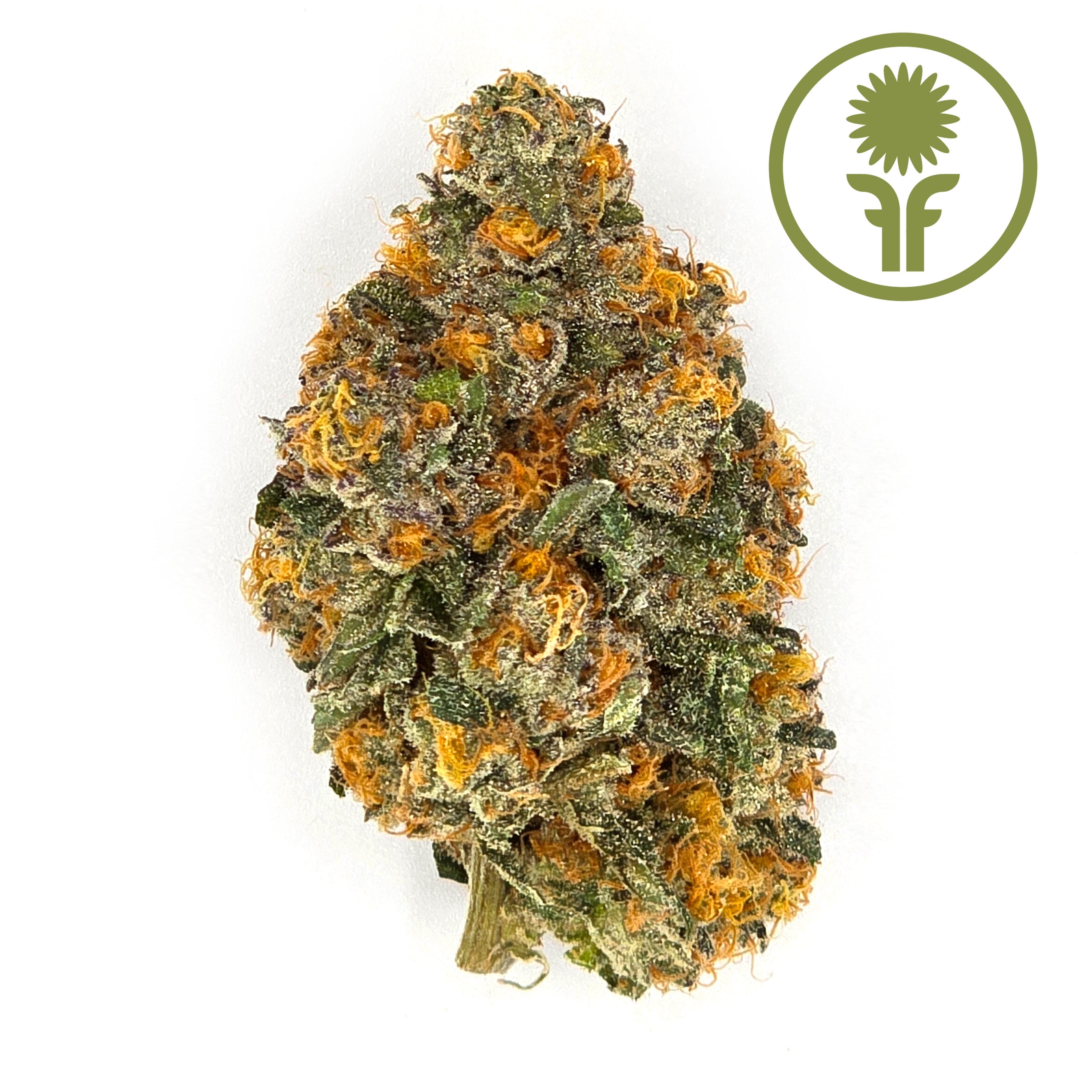 Shop Metaverse | Hive Dispensary - Williamsport Dispensary