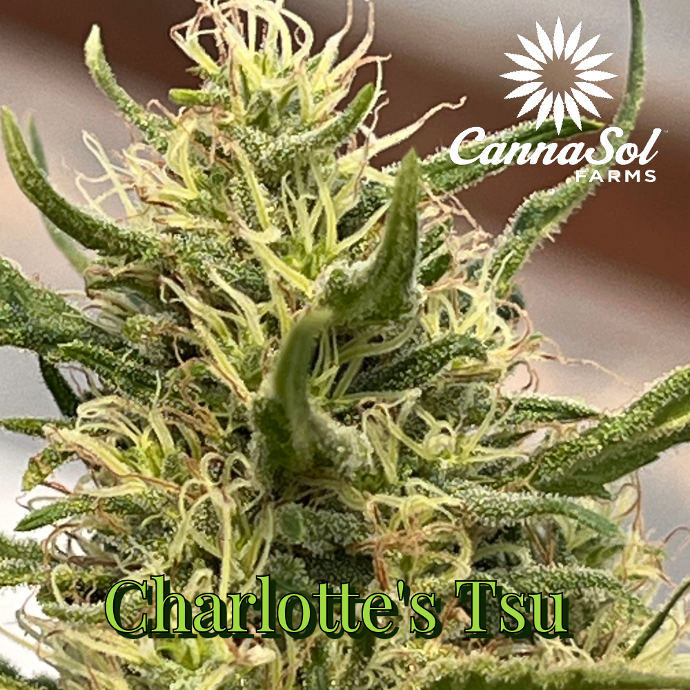 CBD Charlotte's Tsu [4g]