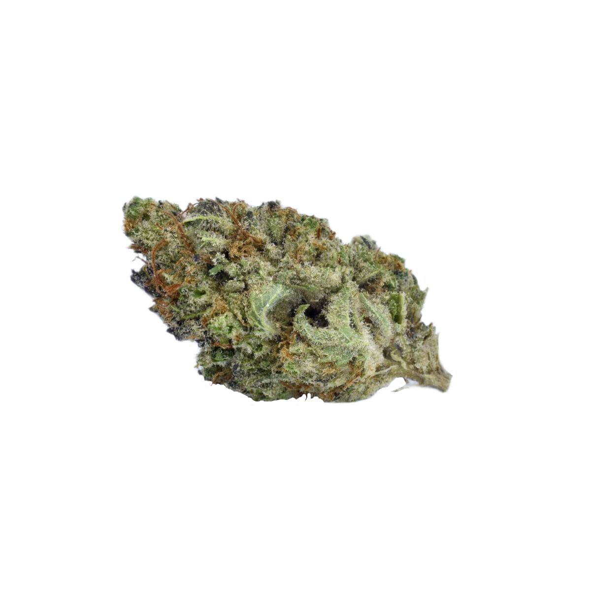 Rasta Governmint