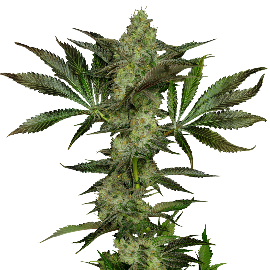 Beach Cake Half Ounce