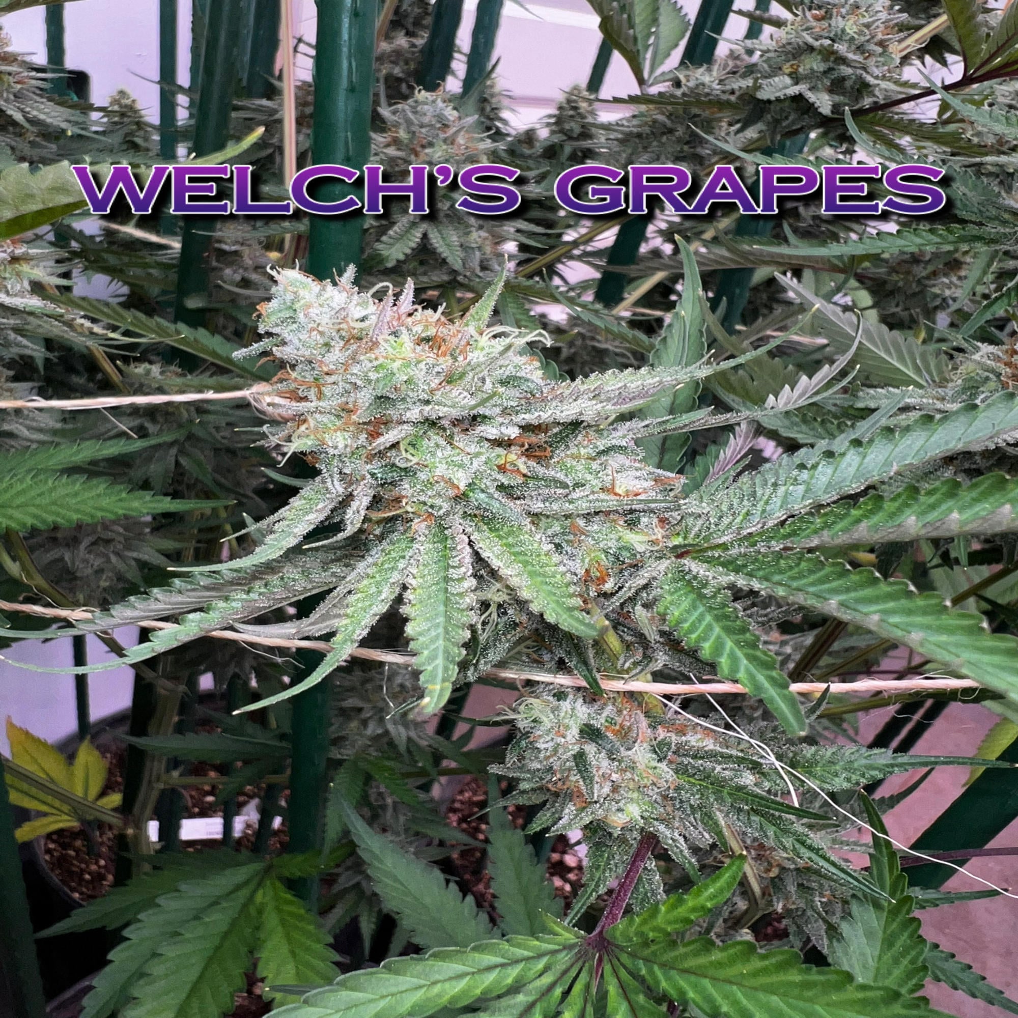 Welch's Grape [.5g]