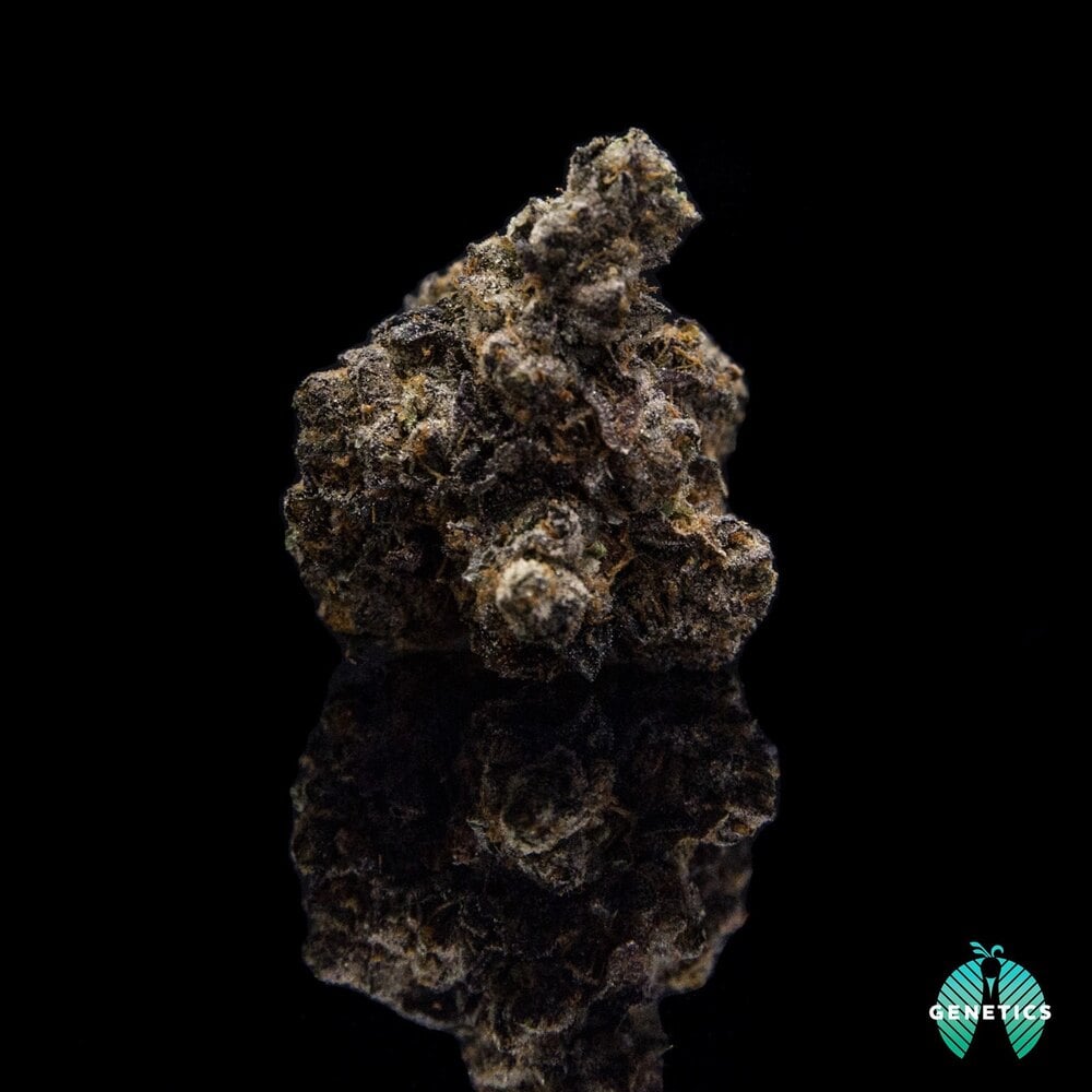 gelato-33-maitri-genetics-jane