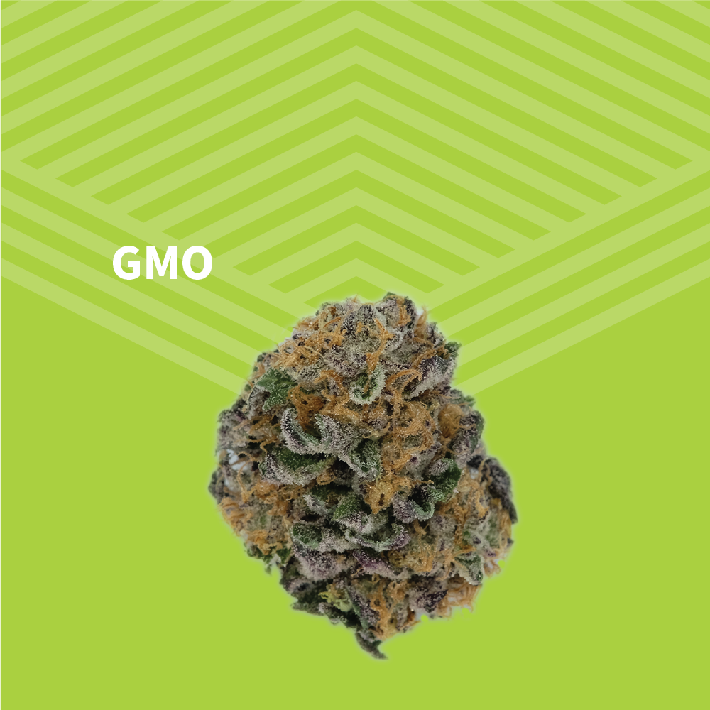 GMO