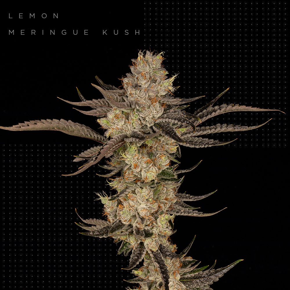 Lemon Meringue Kush FloraCal™ Premium Flower Jane