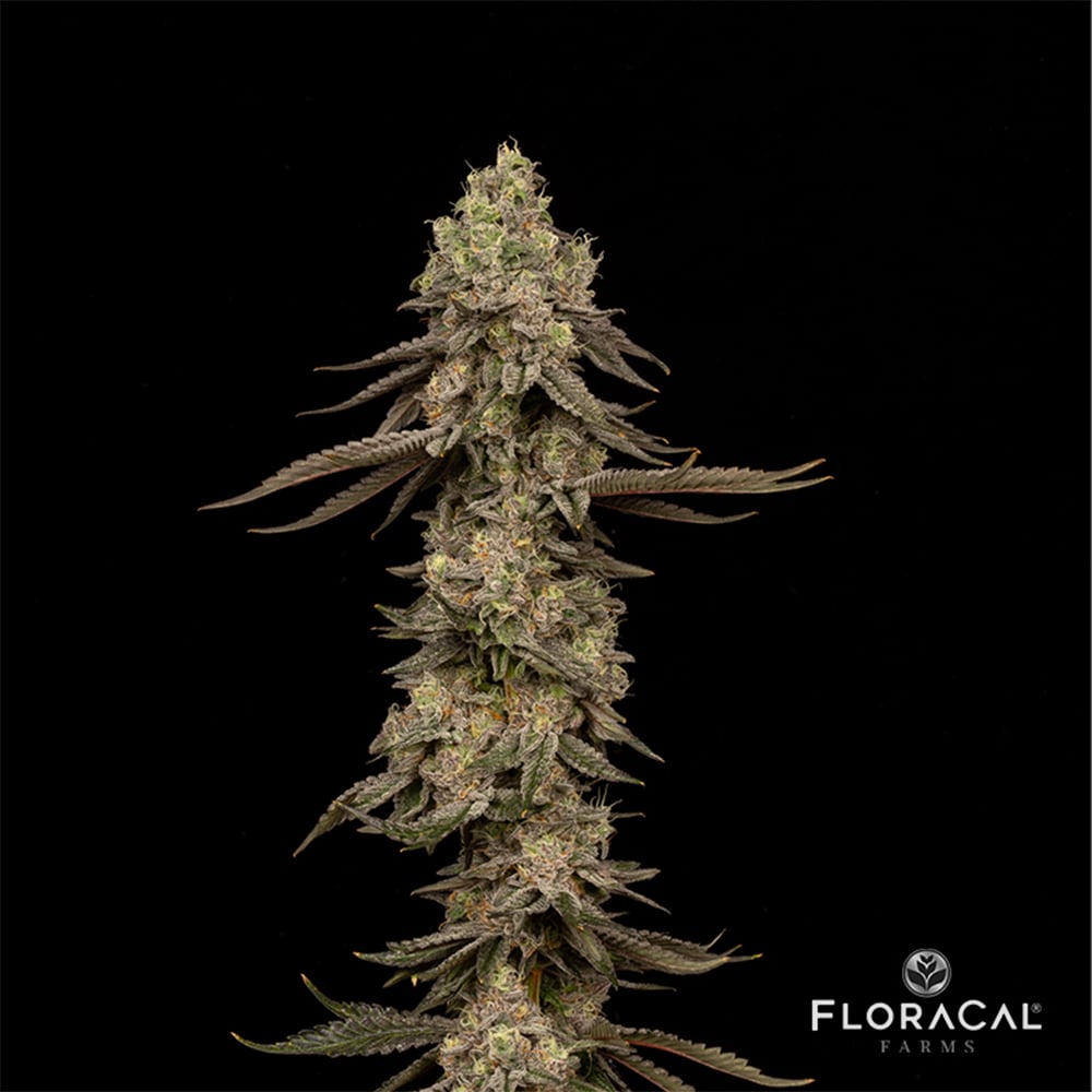 Kush Mints FloraCal Jane