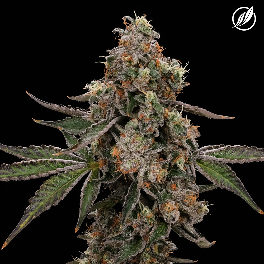 CTPharma Flower Durban Stardawg (H) 26223