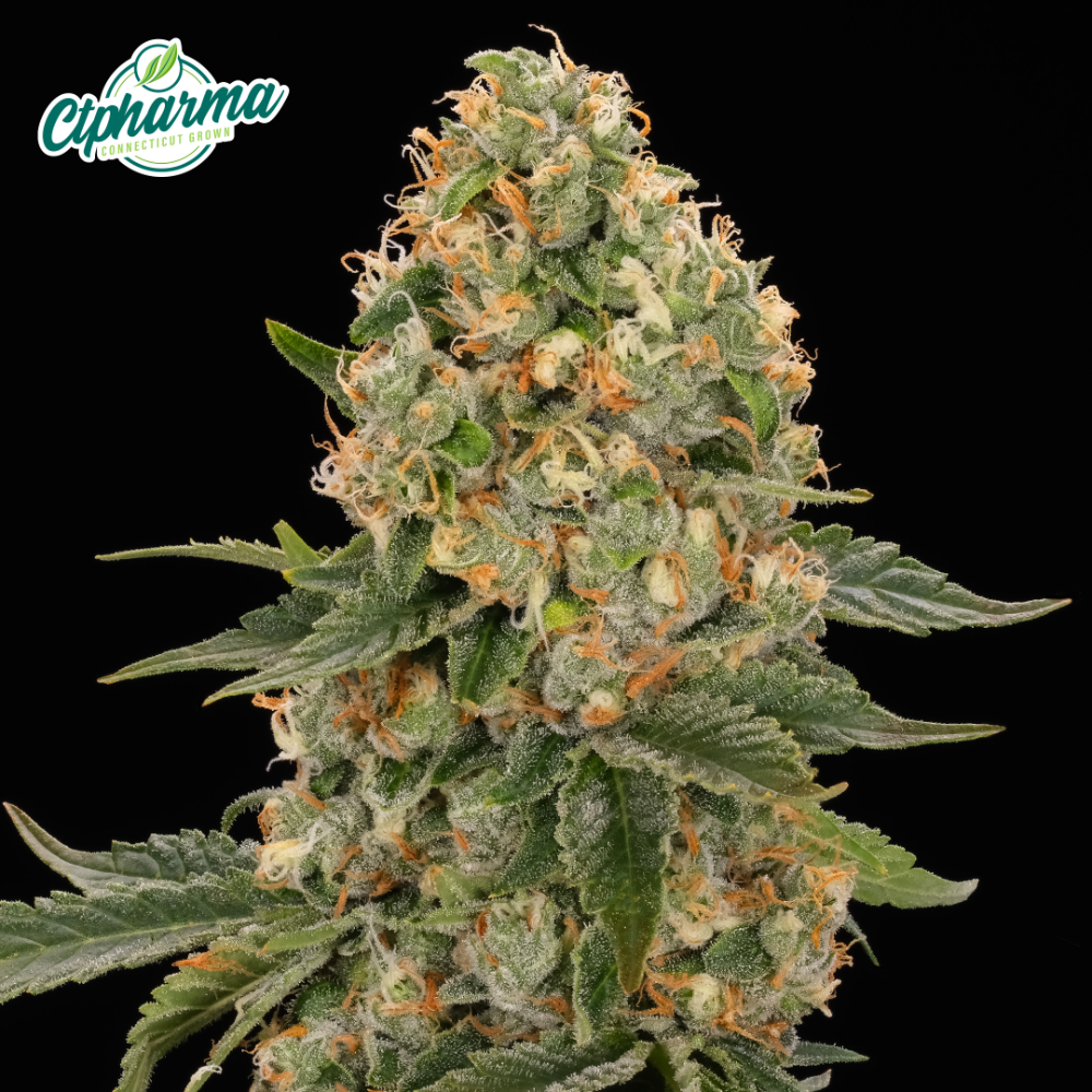 CTPharma - Scout Breath (I) Flower  C0020027406