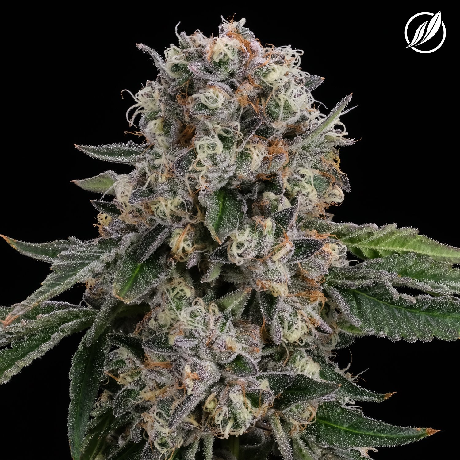 CTPharma - The Soap (H) Flower C0020026454 CTPharma - The Soap (H) Flower C0020026454