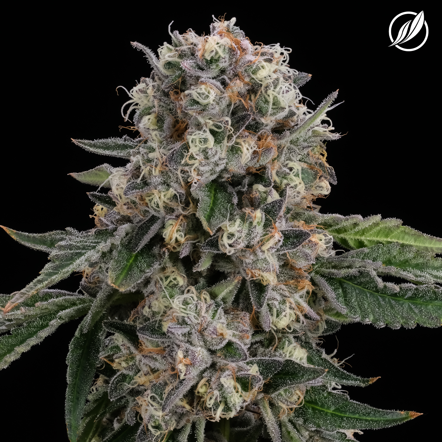 CTPharma Flower The Soap (H) 26454