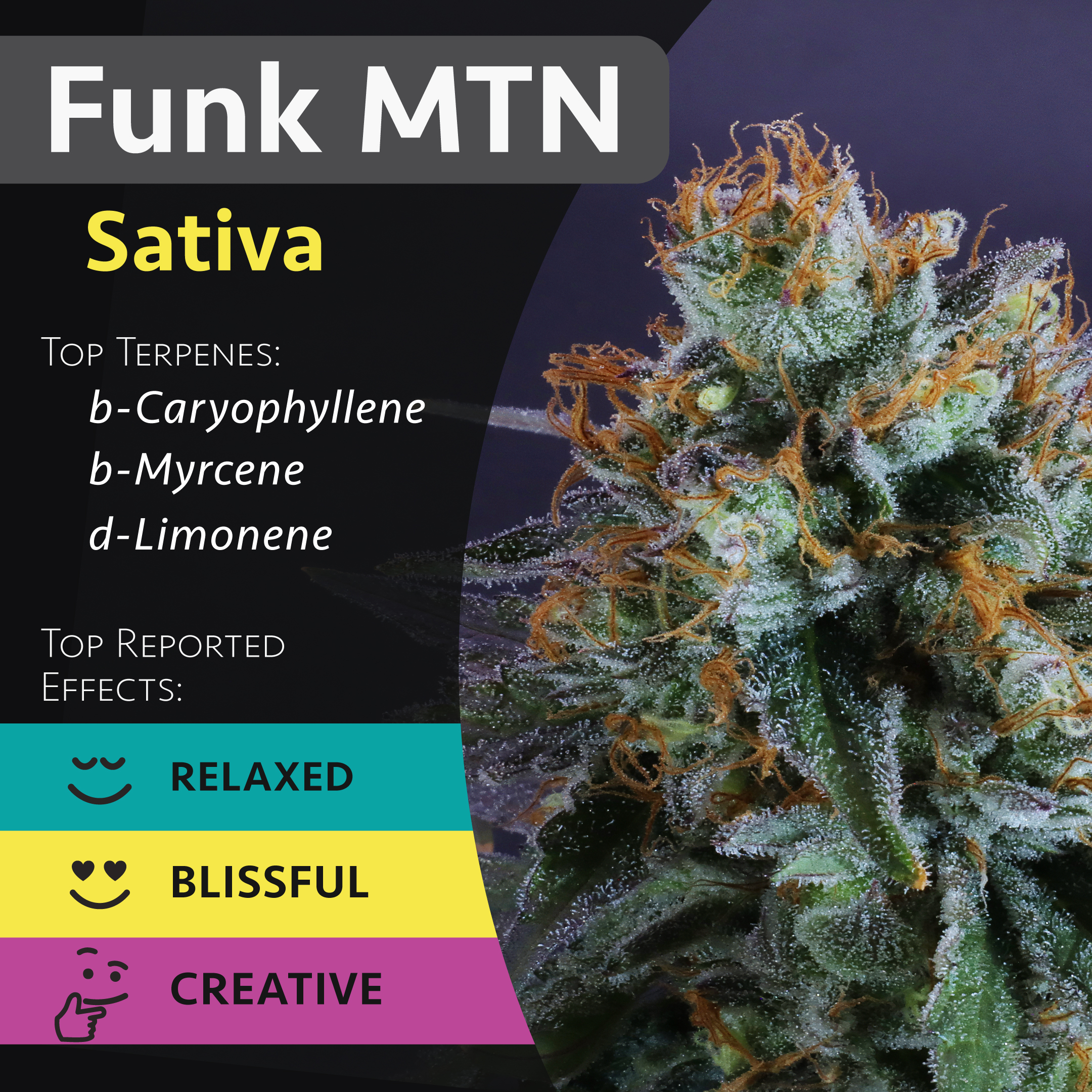 Funk MTN