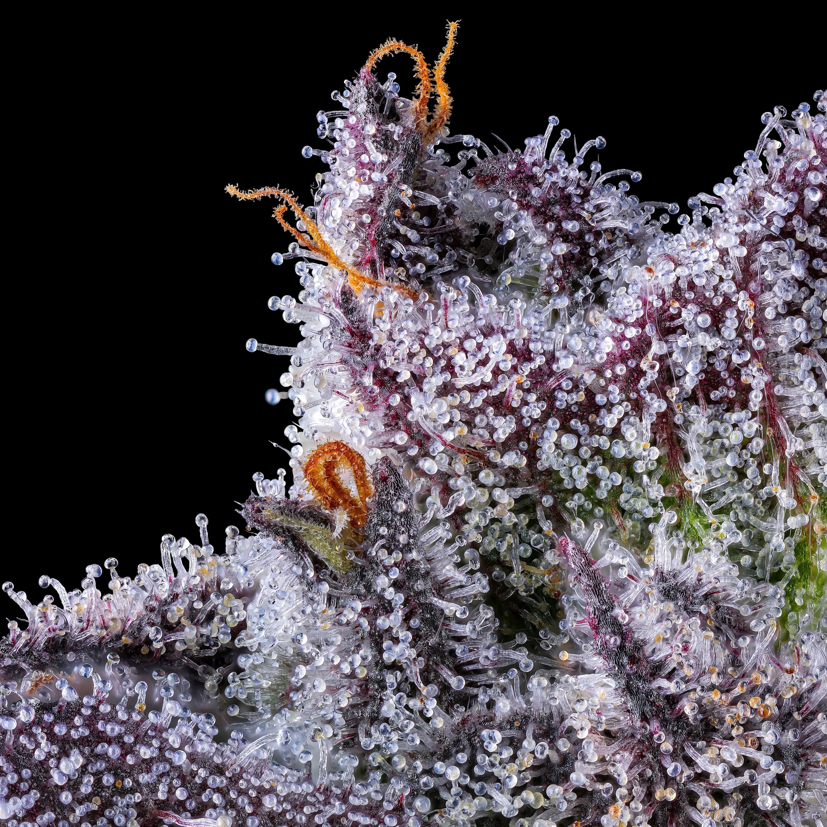 Lemoore Cannabis Dispensary | Buy Weed Online Now | NHC
