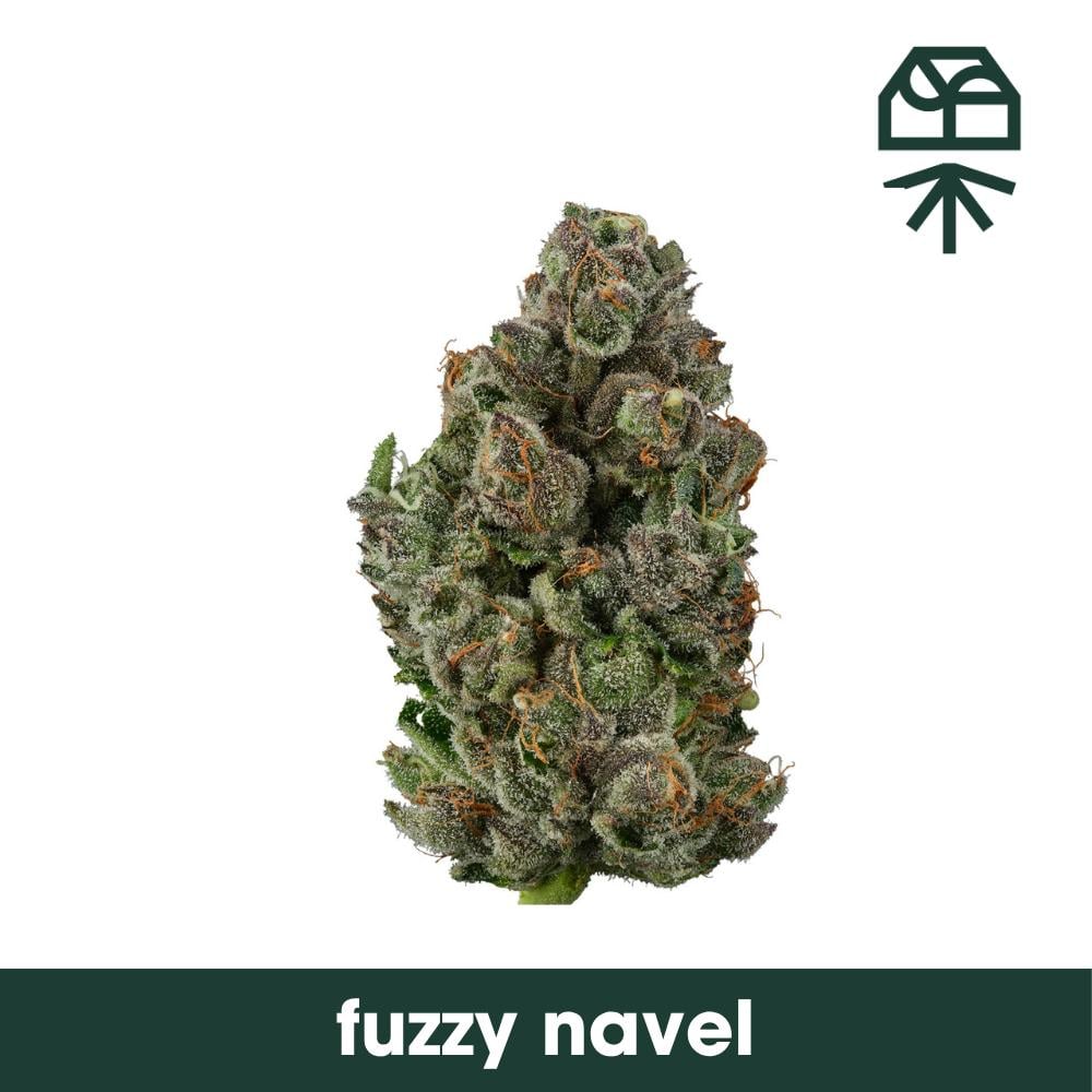 Fuzzy Naval