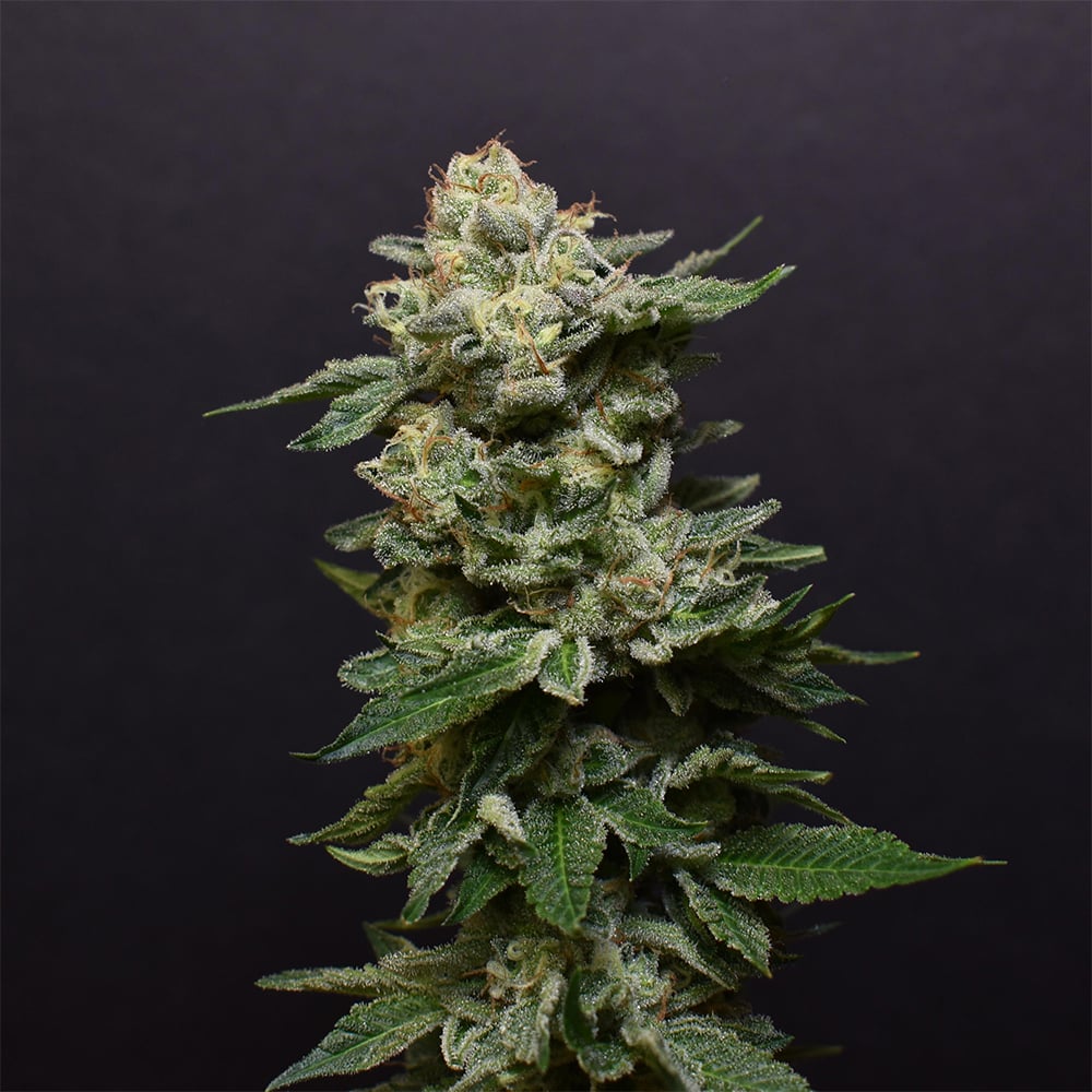 Sky OG - 1oz in Alamogordo