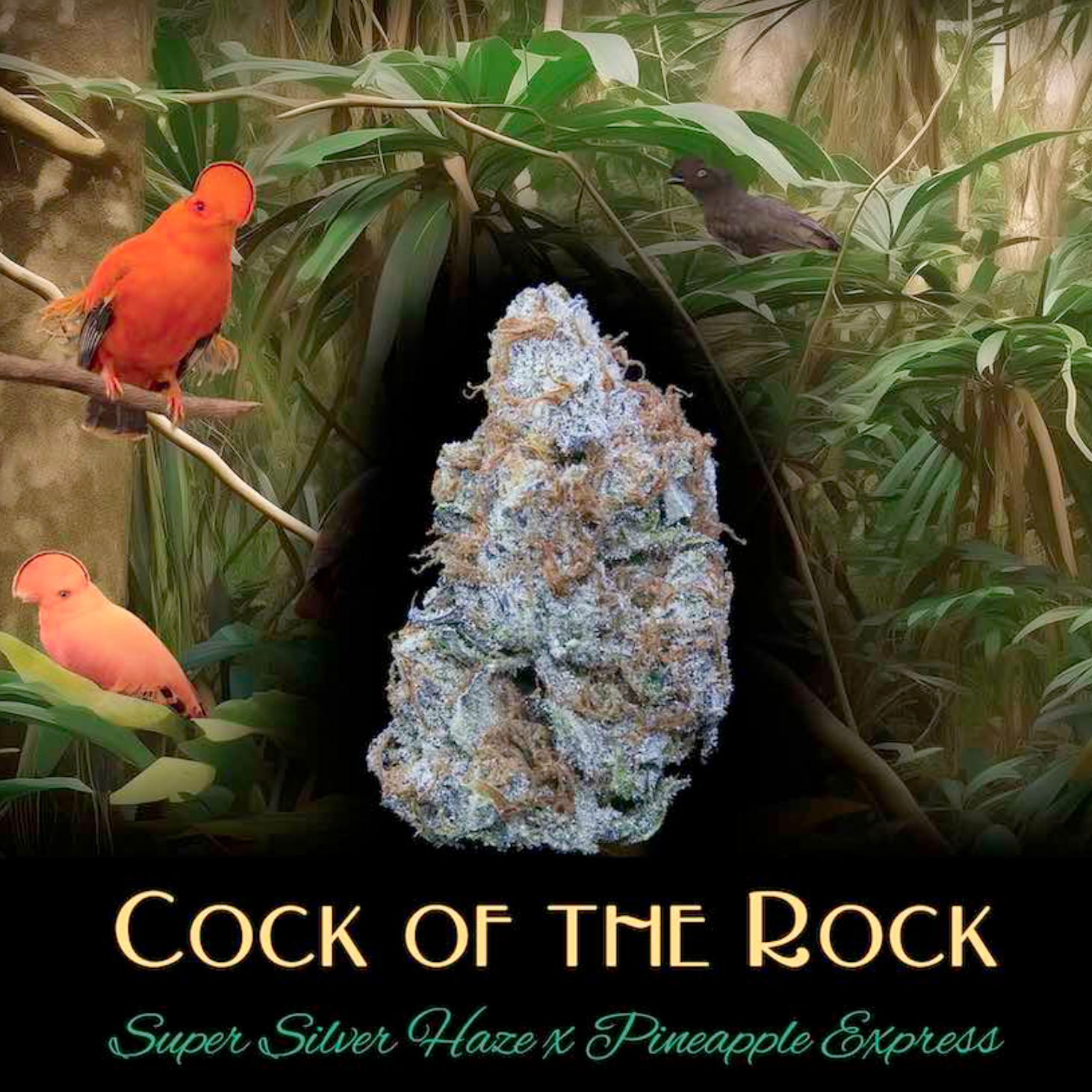 Cock-Of-The-Rock