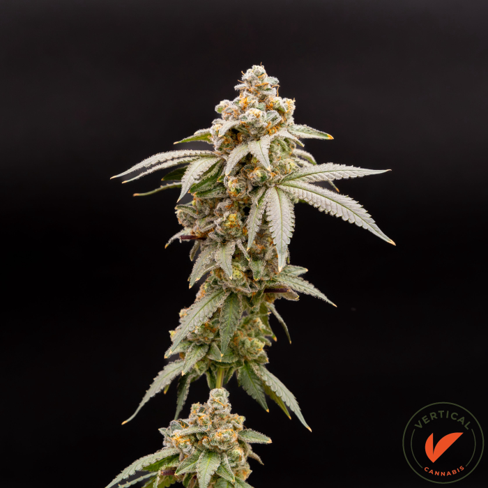 Aloha Limone | Vertical Cannabis