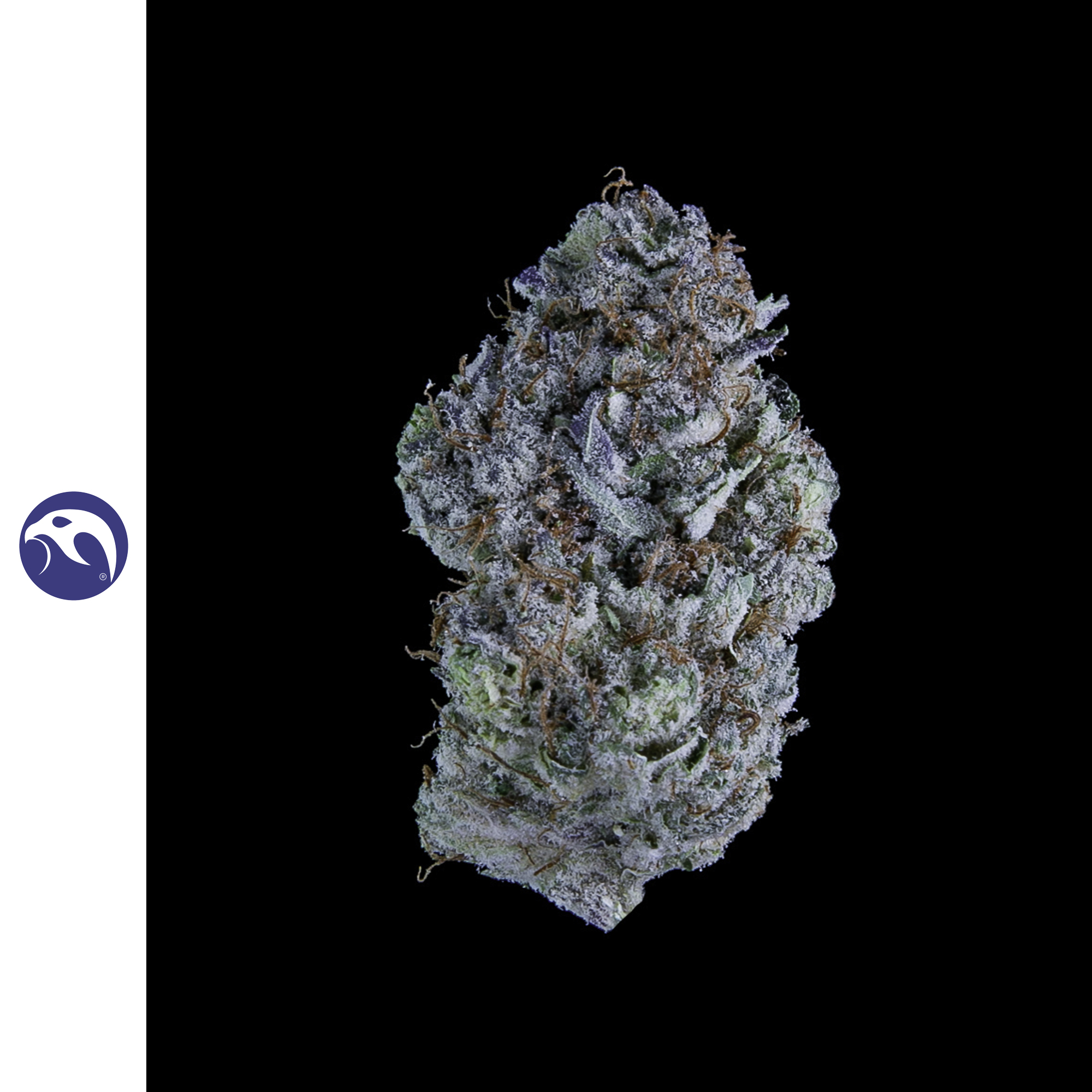 Sea Monkey Sugar Trim