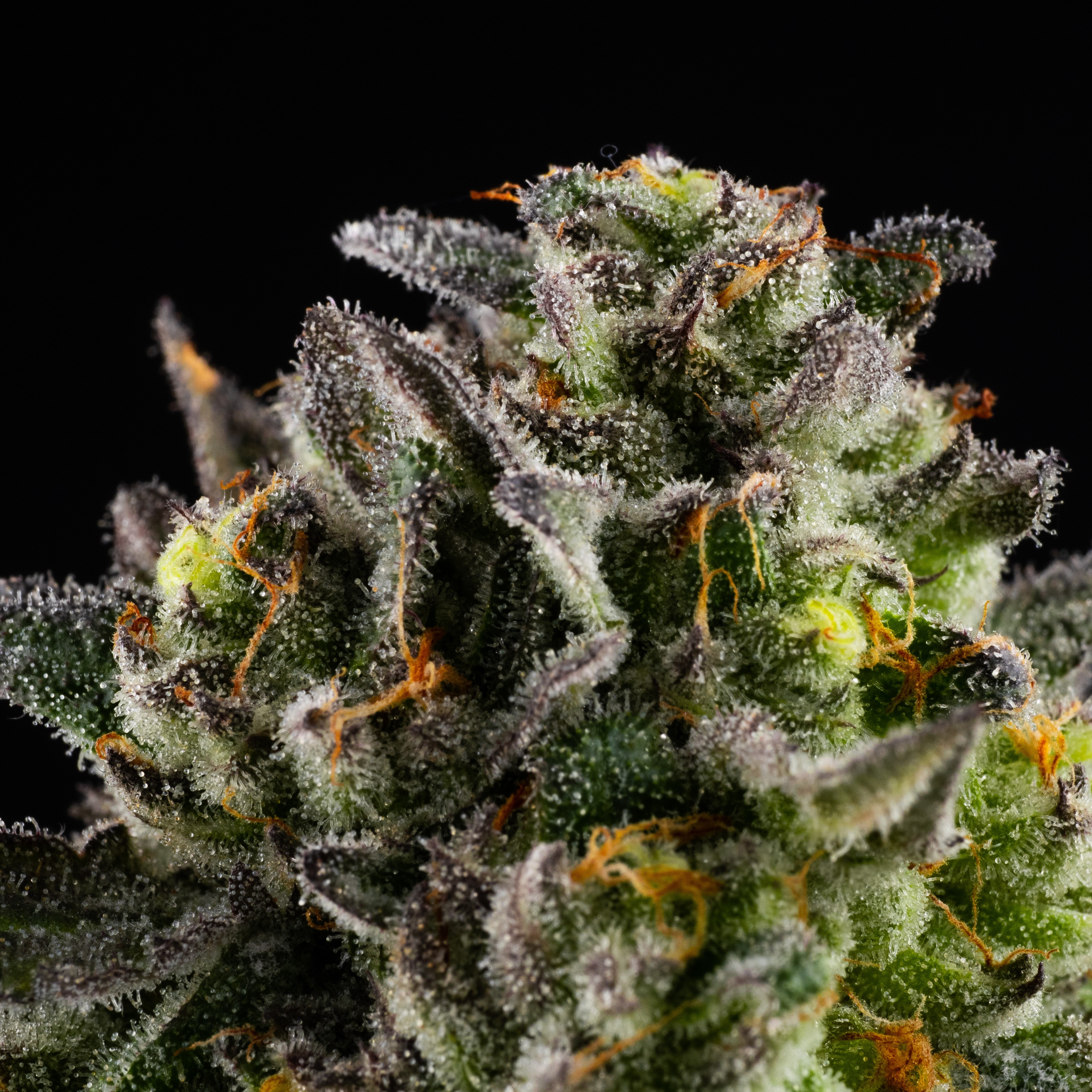 Good Day Farm: French Toast | Flower | 3.5g