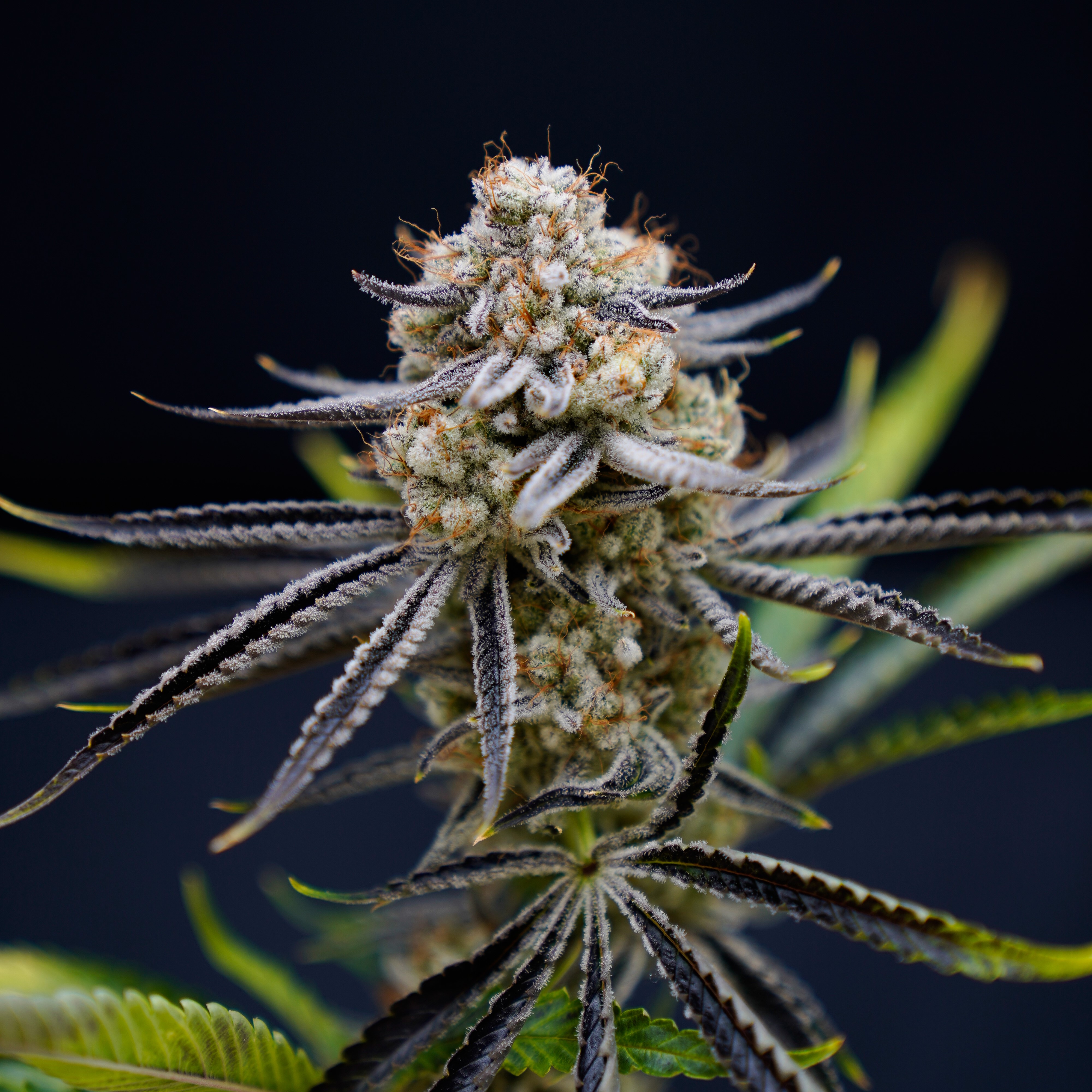 THXE 最強ケミストリーFUJI# cbd cbn CRDP CRDH CNP Growing a Successful CBD Brand | Healthcare Packaging