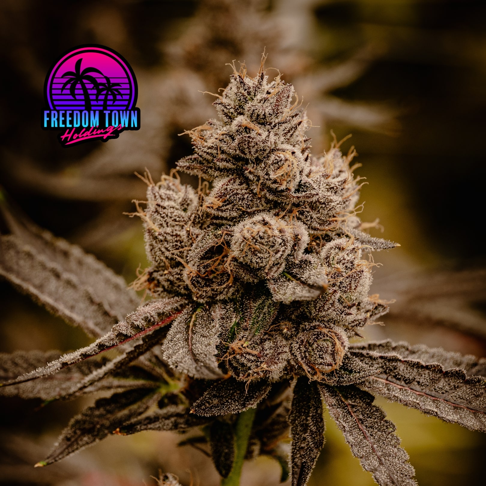 FTH Cereal Milk x White Runtz Freedom Town Hybrid Balanced Jane