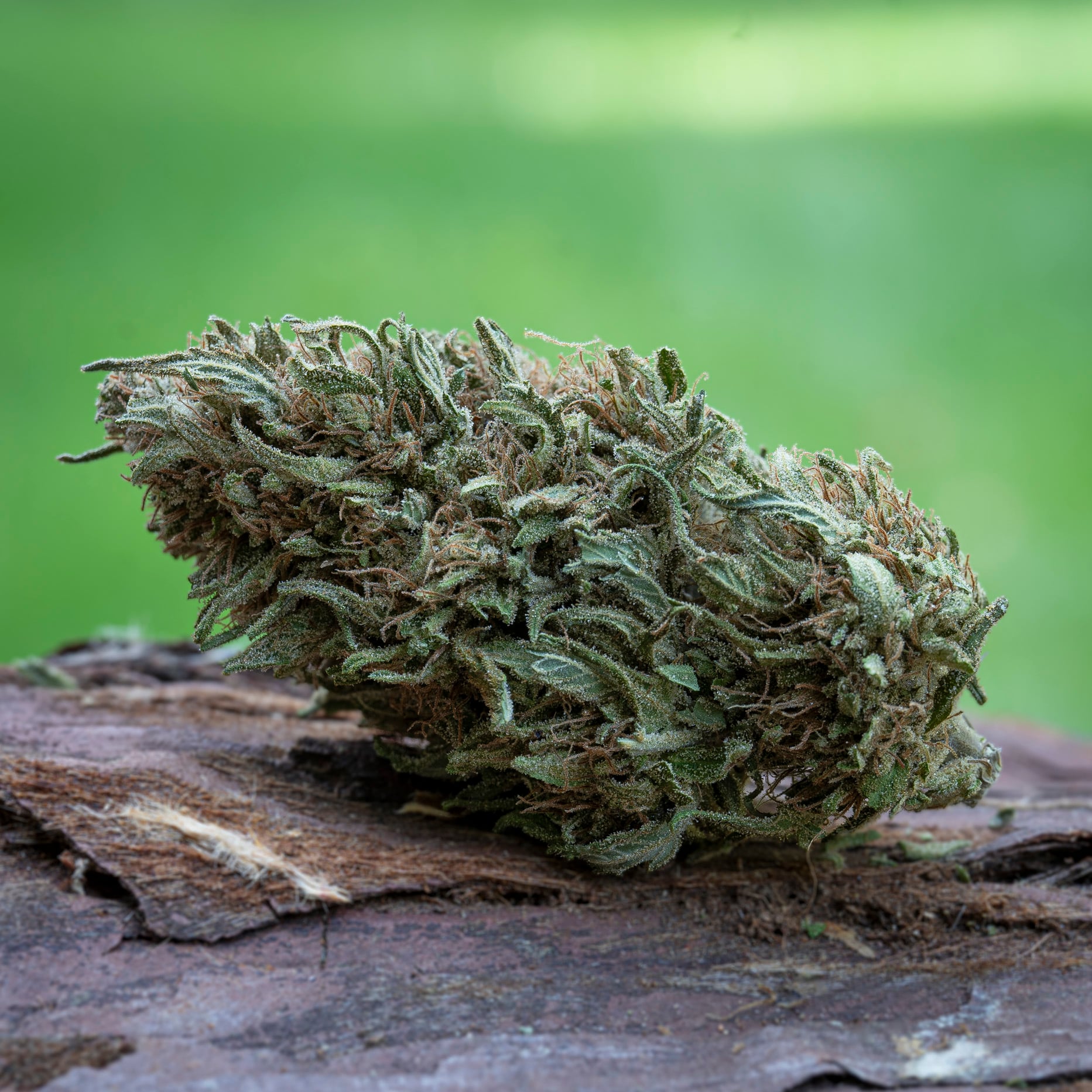 Royal Blueberry [.6g]