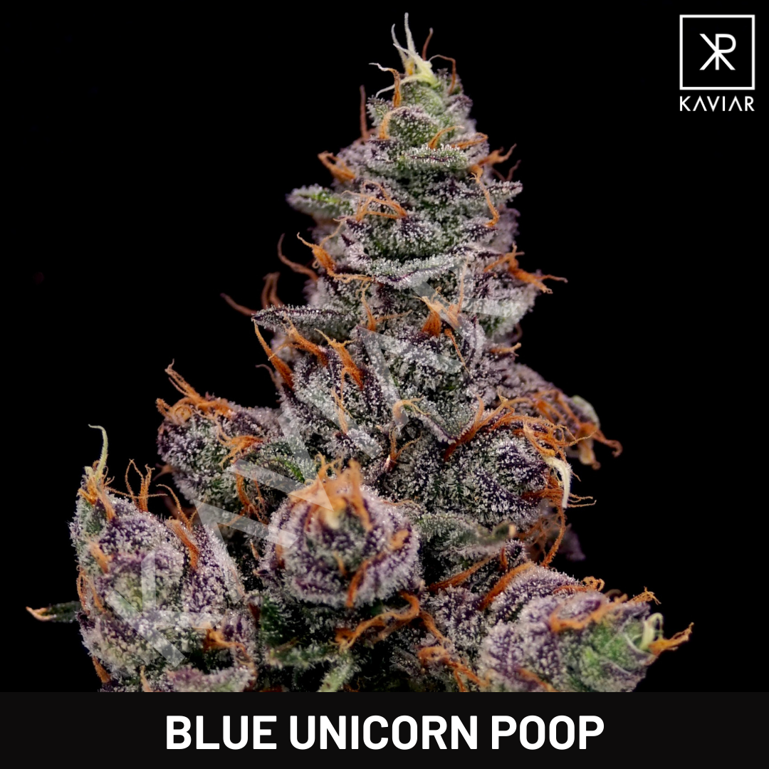 Blue Unicorn Poop