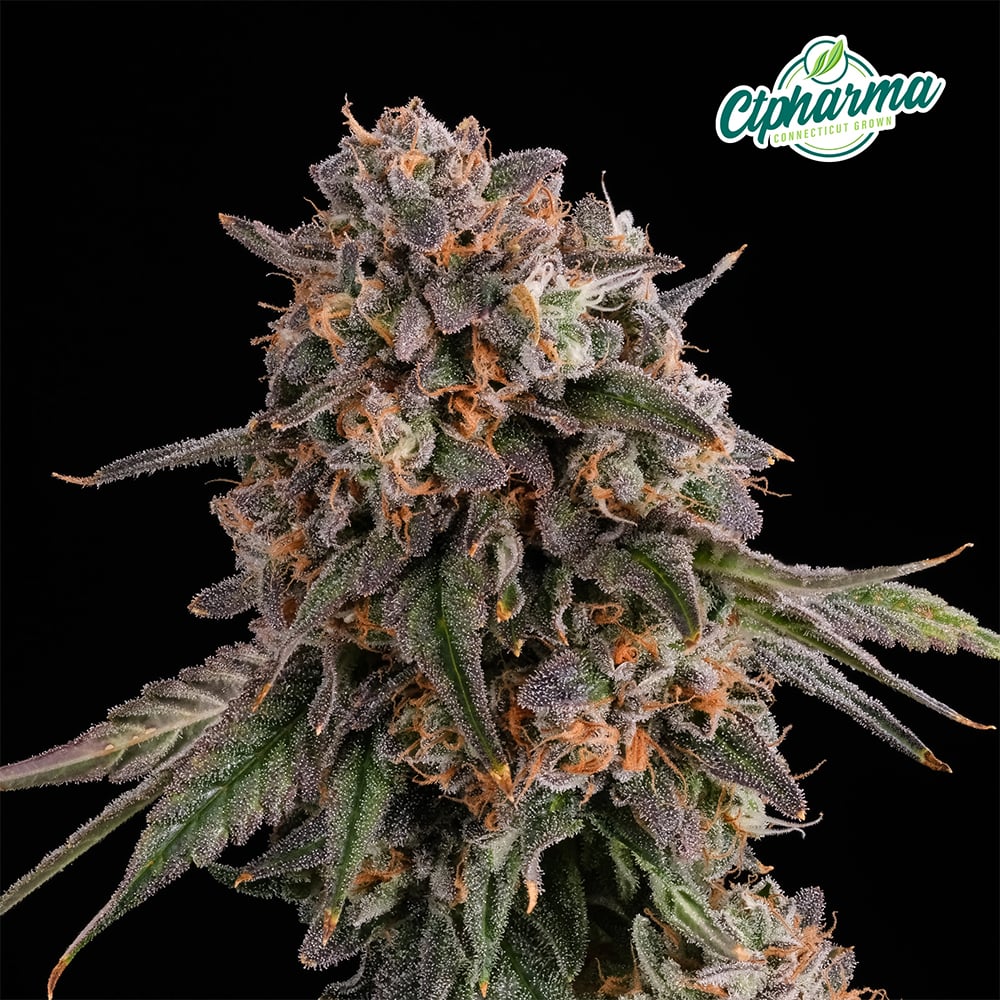 Flower  Full Tank H 26440