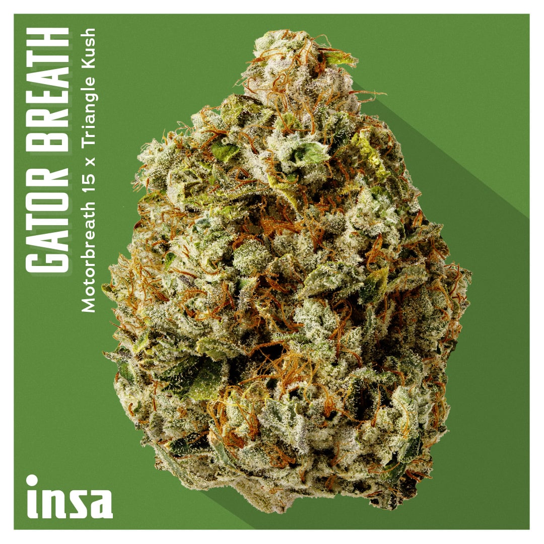 Shop Gator Breath | Insa - Newtown Square Dispensary Newton Square, PA