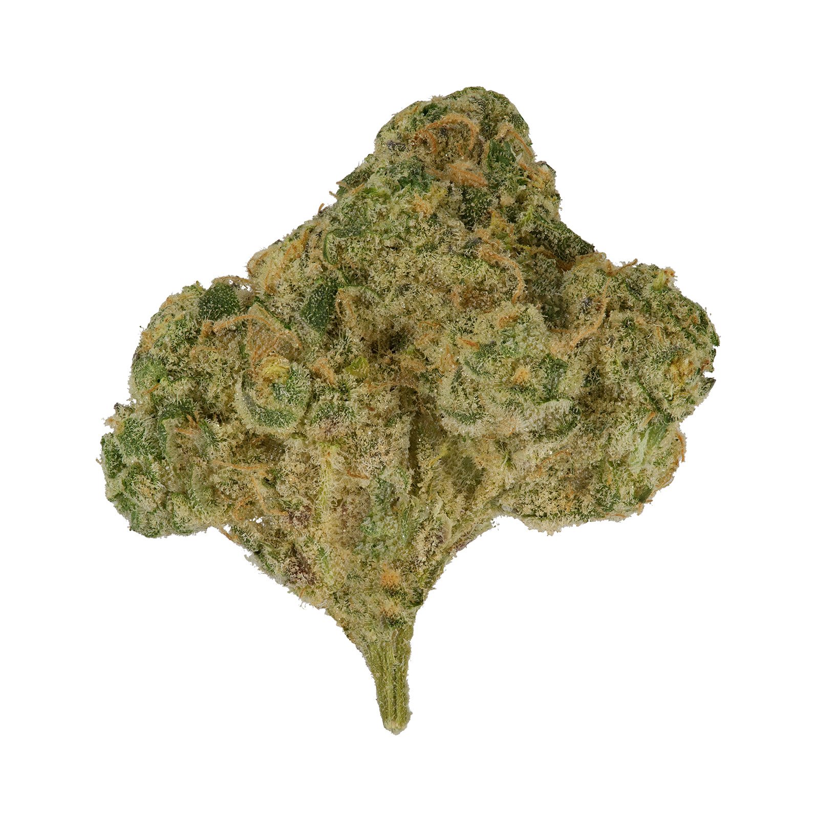 ★金魚草⑫〜⑳★ Shop Cheddar Cheeze | FLUENT - Coral Gables Dispensary Miami, FL