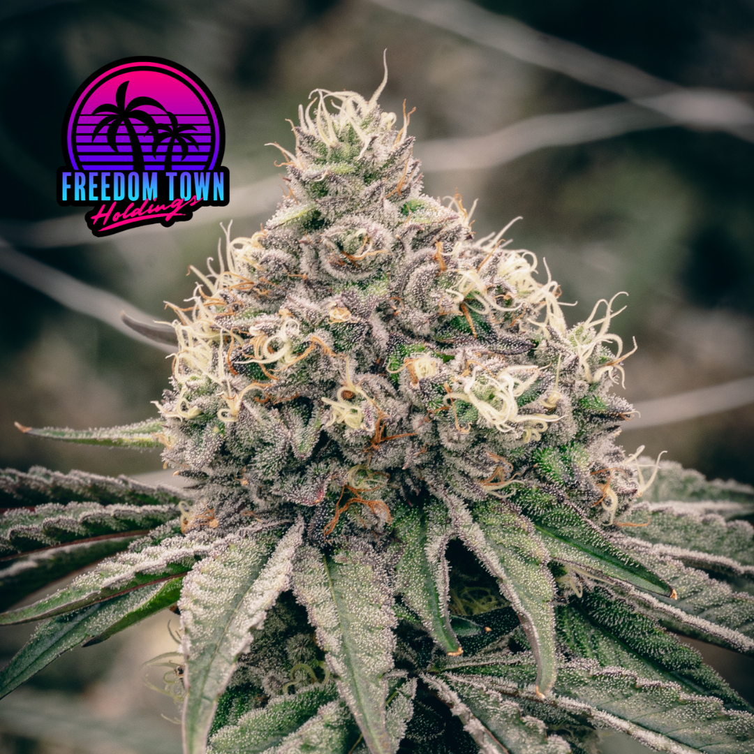 Shop FTH - Tunnel Vision | FLUENT - Coral Springs Dispensary Coral