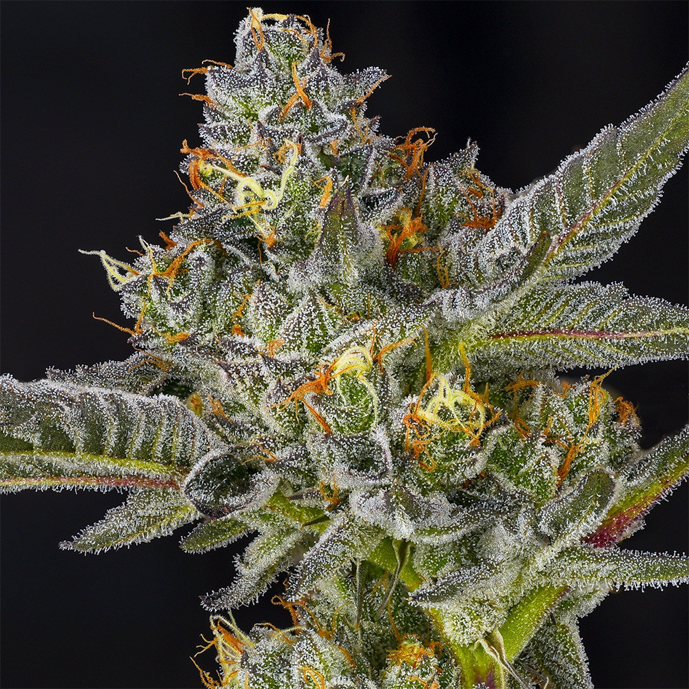 Sea Biscuit A2 Sea Biscuit A2