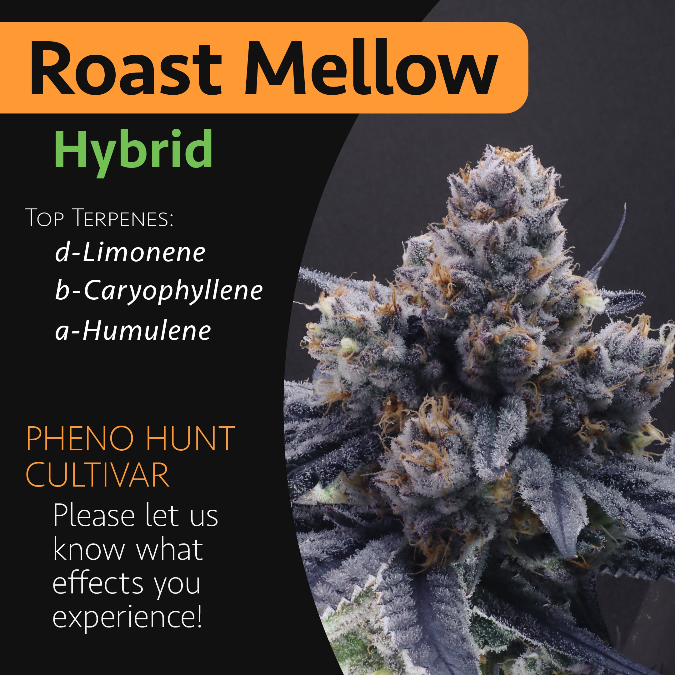 Roast Mellow - 1oz in Chichester