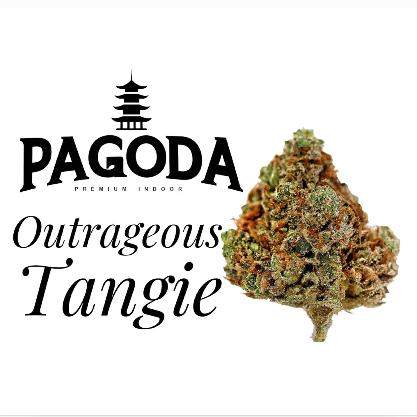 Shop Outrageous Tangie | The Bakeree - Belltown Dispensary Seattle, WA