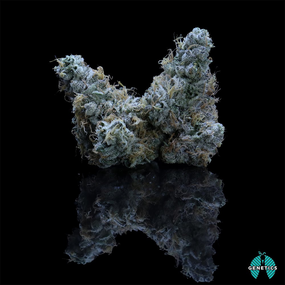 duct-tape-maitri-genetics-hometown-grown-jane
