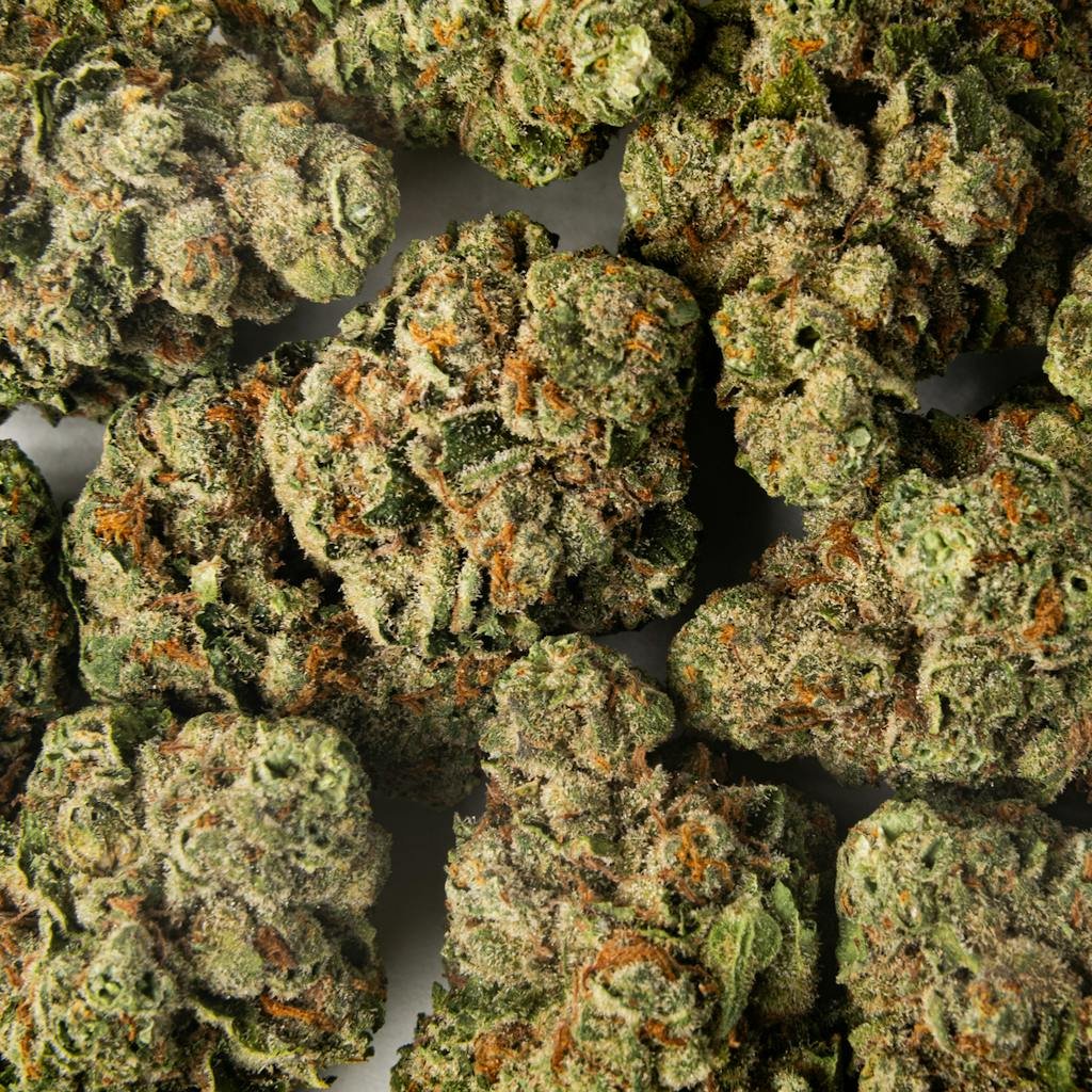 Cheetah Piss Cheetah Piss