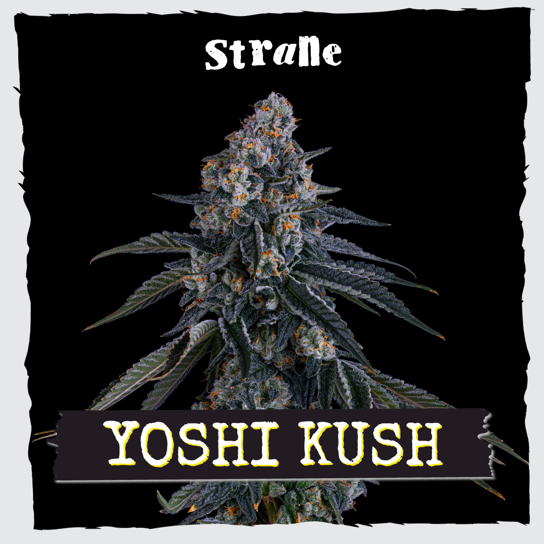 Yoshi Kush