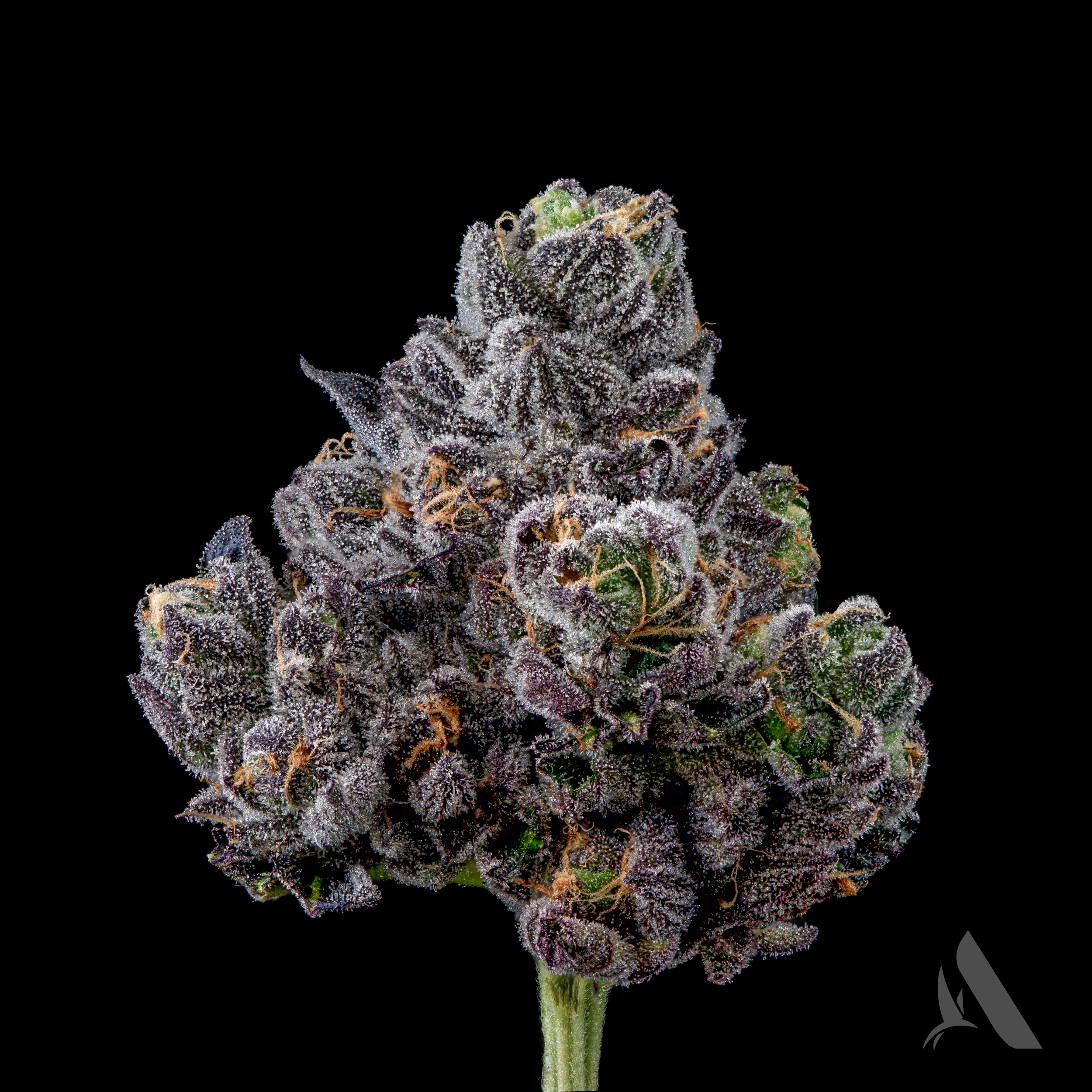 Affinity Grow - Appz Bnnz (H) Smalls C0090000577 | Affinity Grow