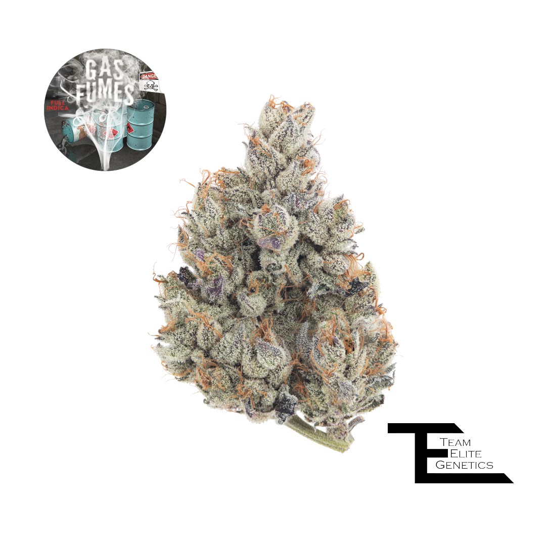 Gas Fumes Gas Fumes