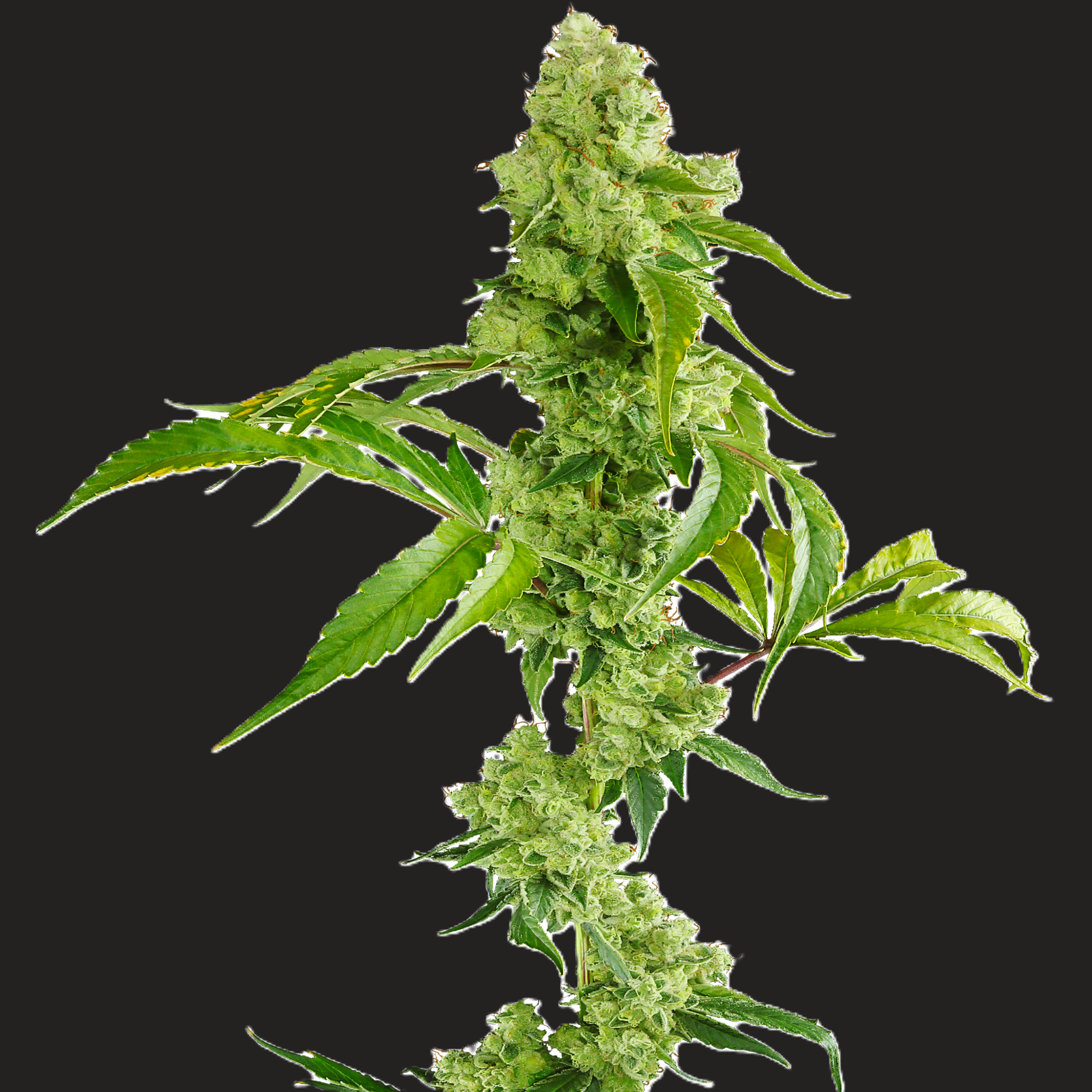 Dark Rainbow 2.0 Half Ounce