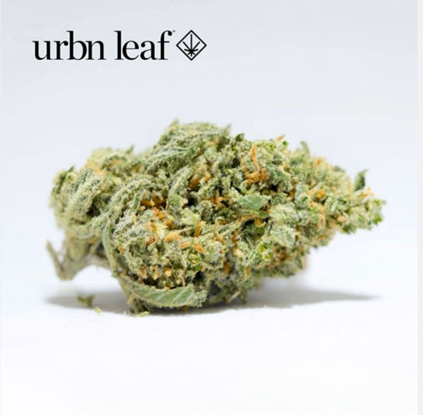 Orange Crush Urbn Leaf Jane