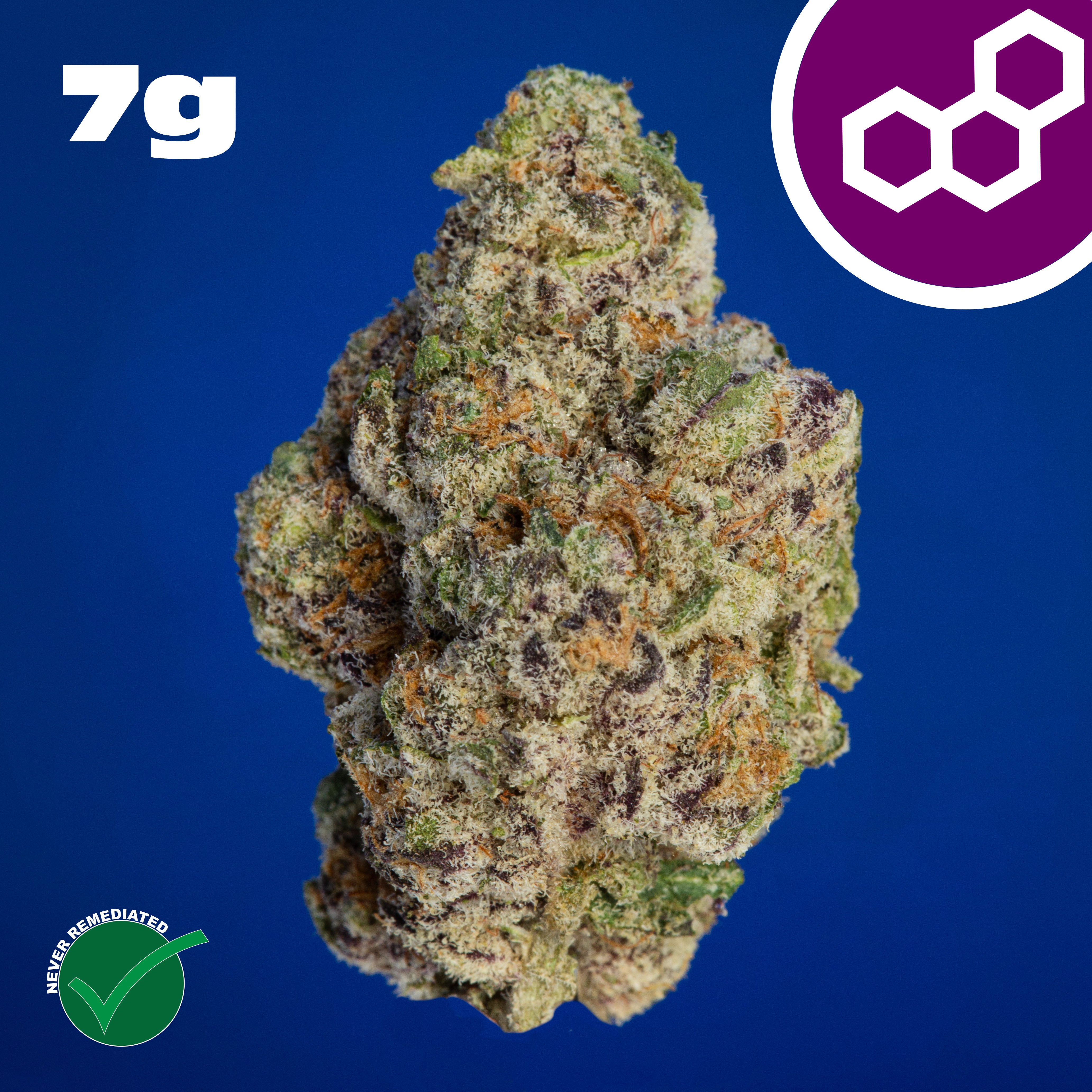 Theraplant - Ice Cream Cke (I) Flower C0040001427 Theraplant - Ice Cream Cke (I) Flower C0040001427