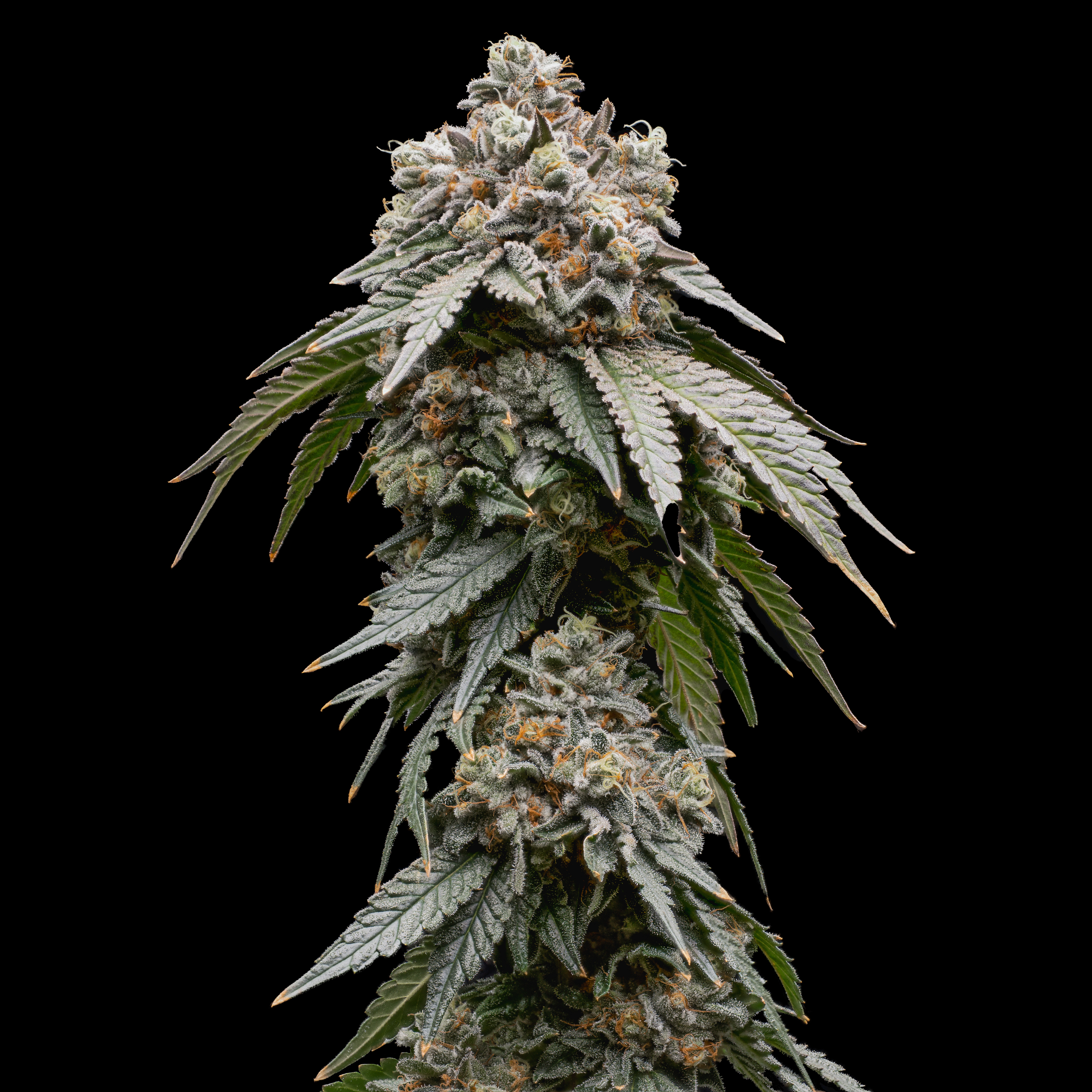 Papaya Guava