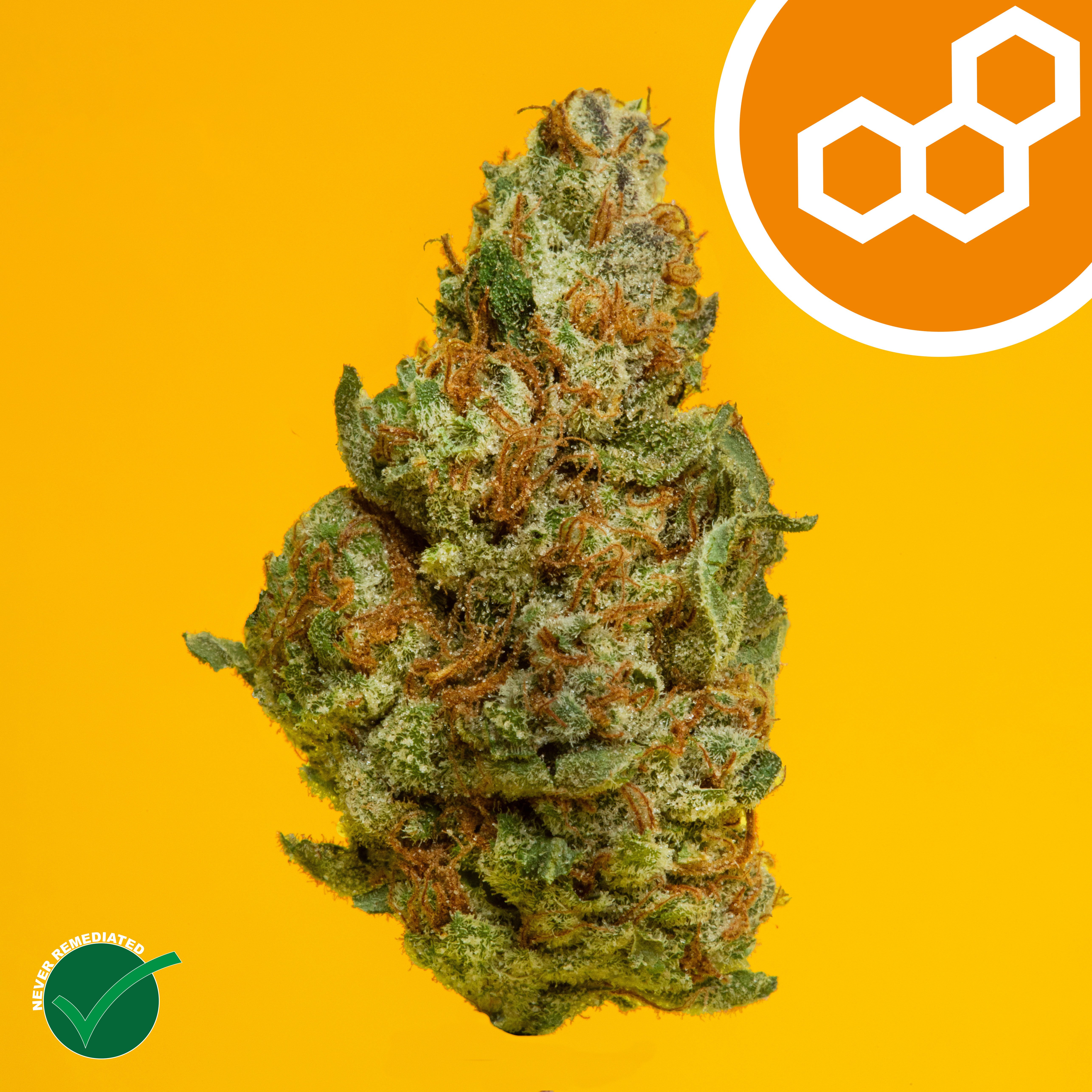 Theraplant - Colorado Flo (S) Flower  C0040001980