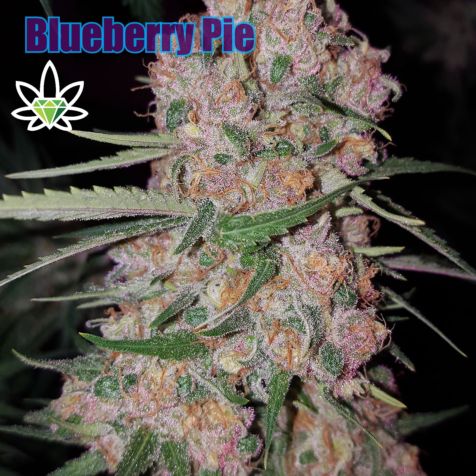 Blueberry Pie [.5g]