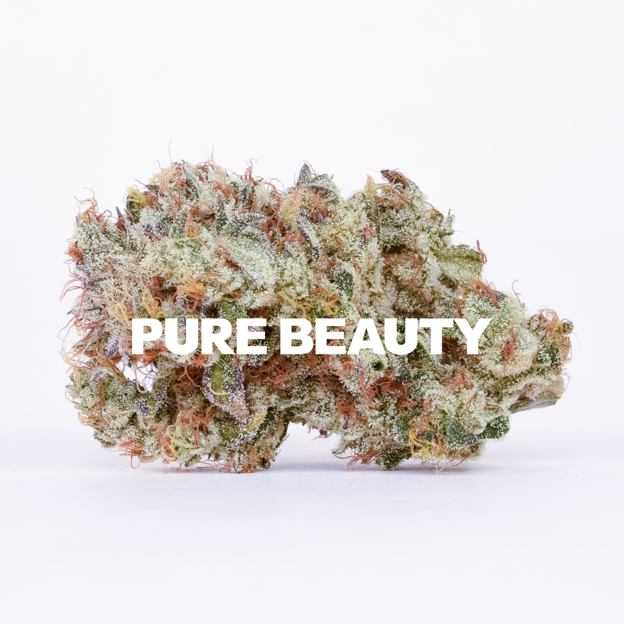 Mango Mintality Mango Mintality